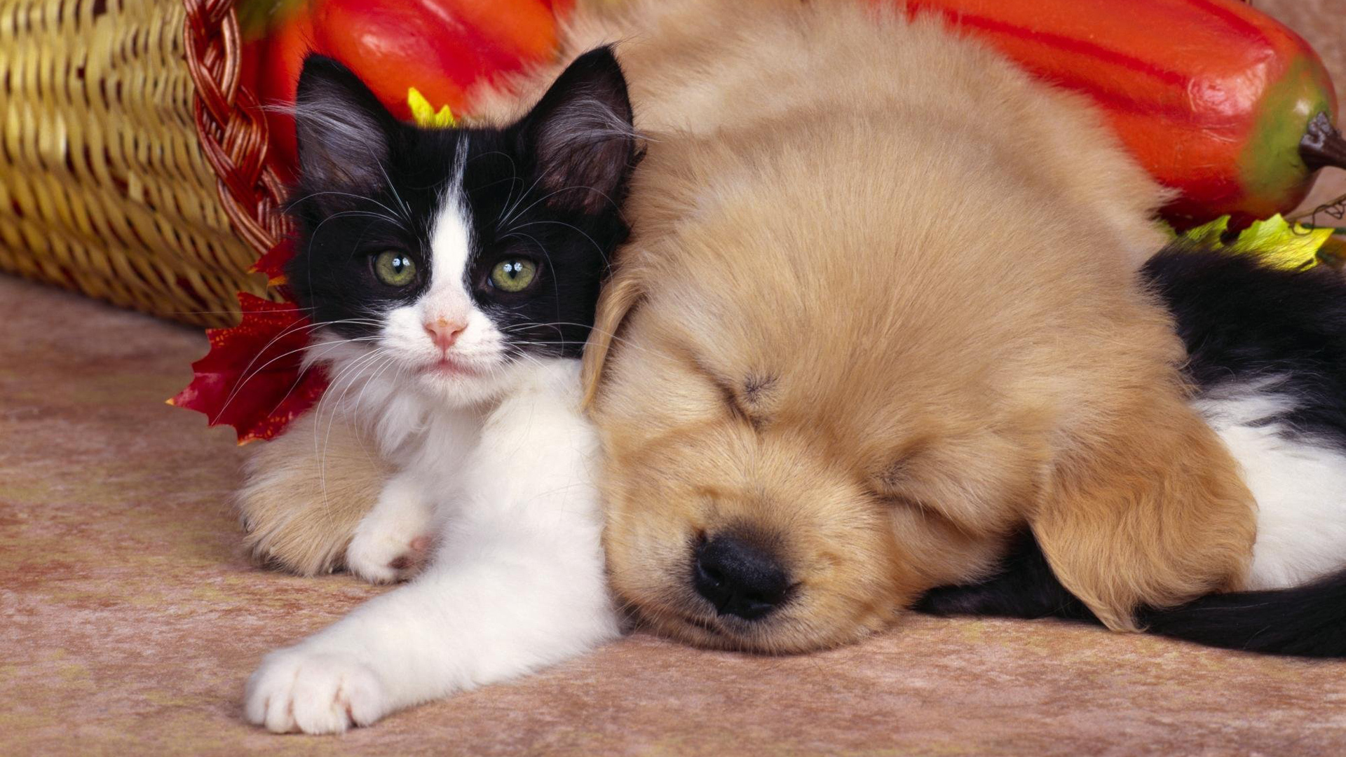 596163 descargar imagen animales, perro y gato: fondos de pantalla y protectores de pantalla gratis