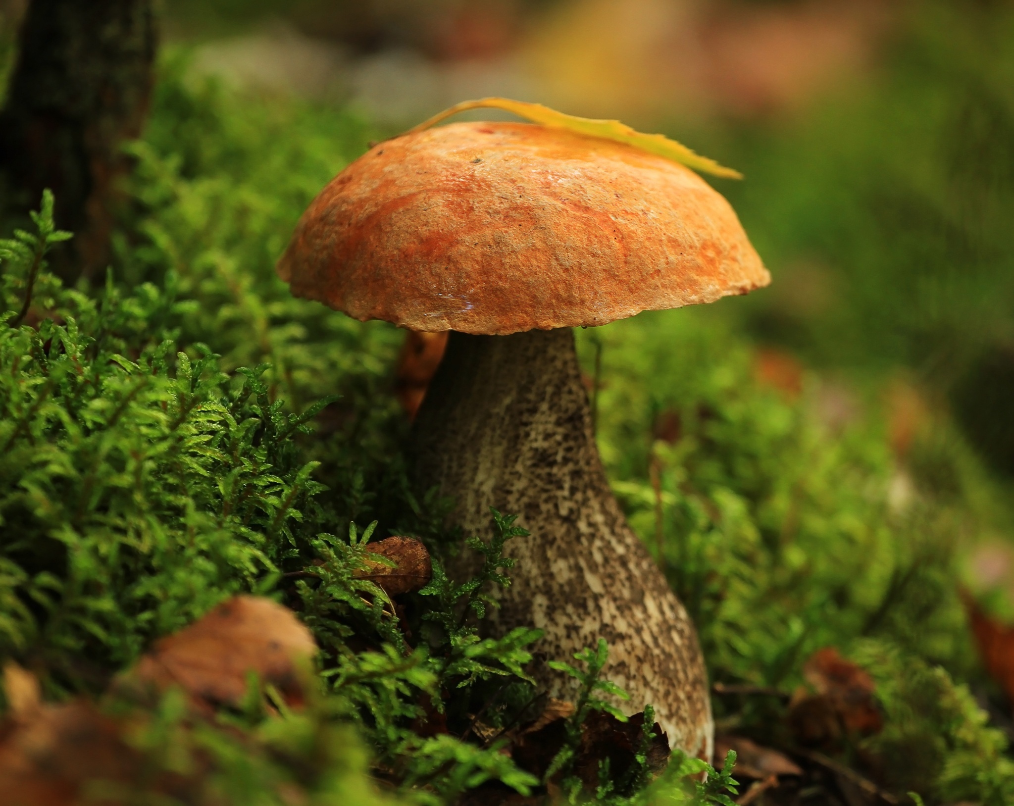 Download mobile wallpaper Close Up, Fall, Earth, Mushroom, Moss for free.