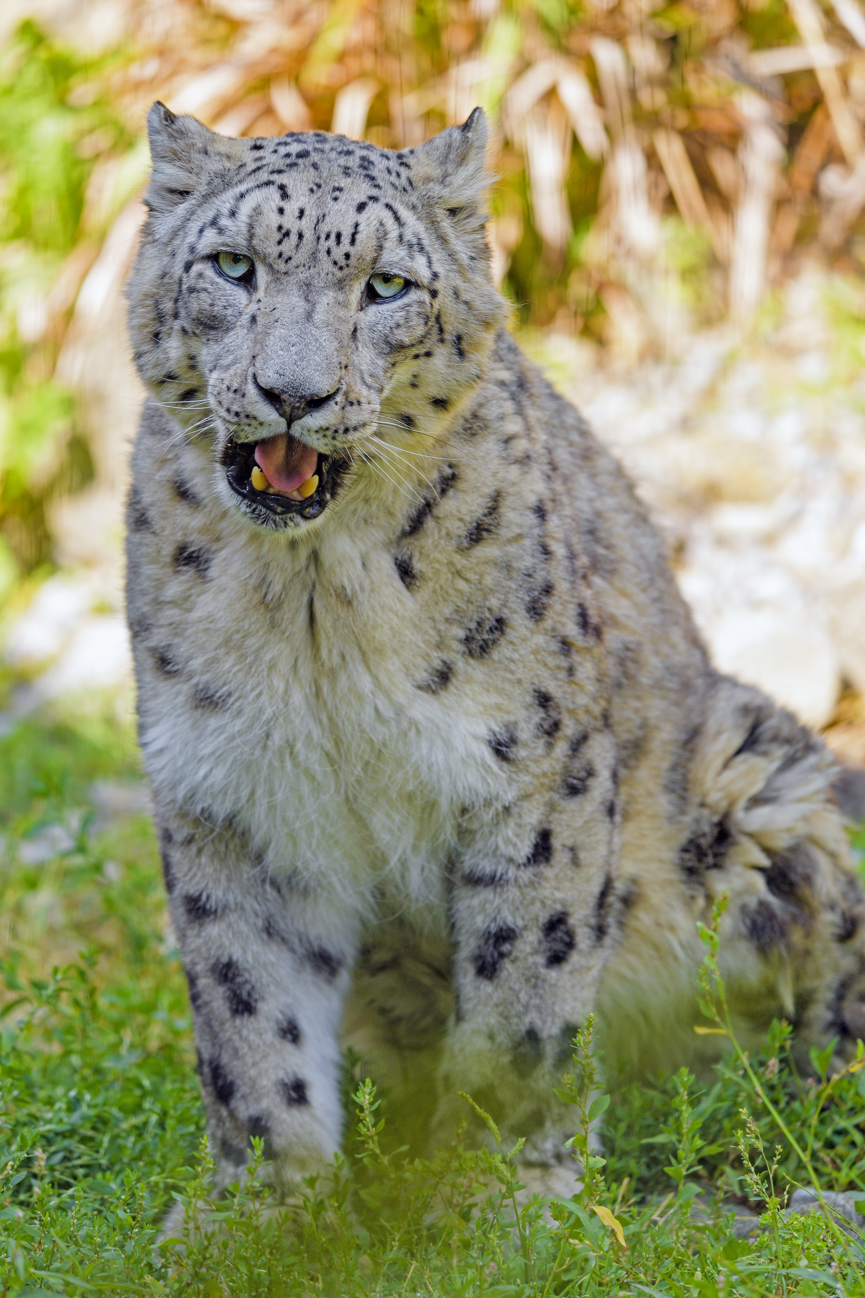 Download mobile wallpaper Snow Leopard, Predator, Grass, Opinion, Sight, Animals, Big Cat for free.