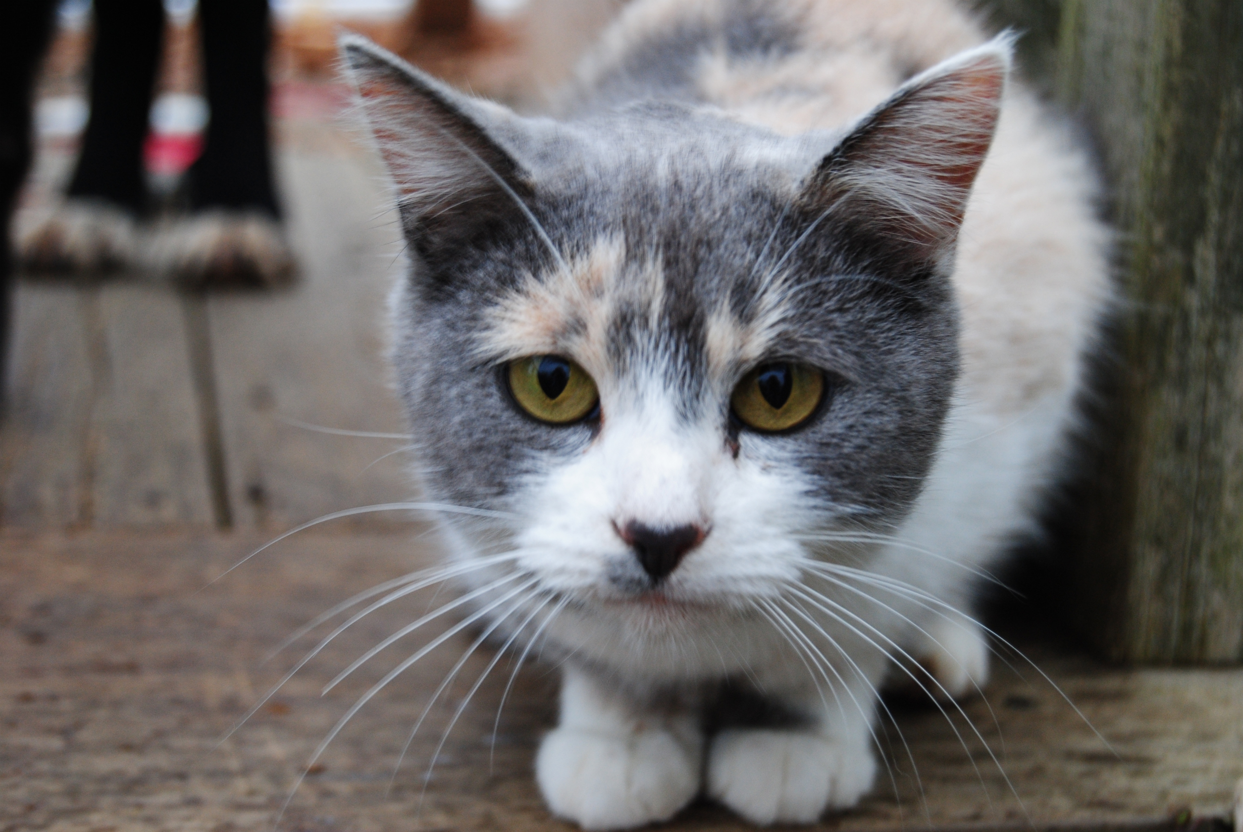 Baixar papel de parede para celular de Animais, Gatos, Gato gratuito.