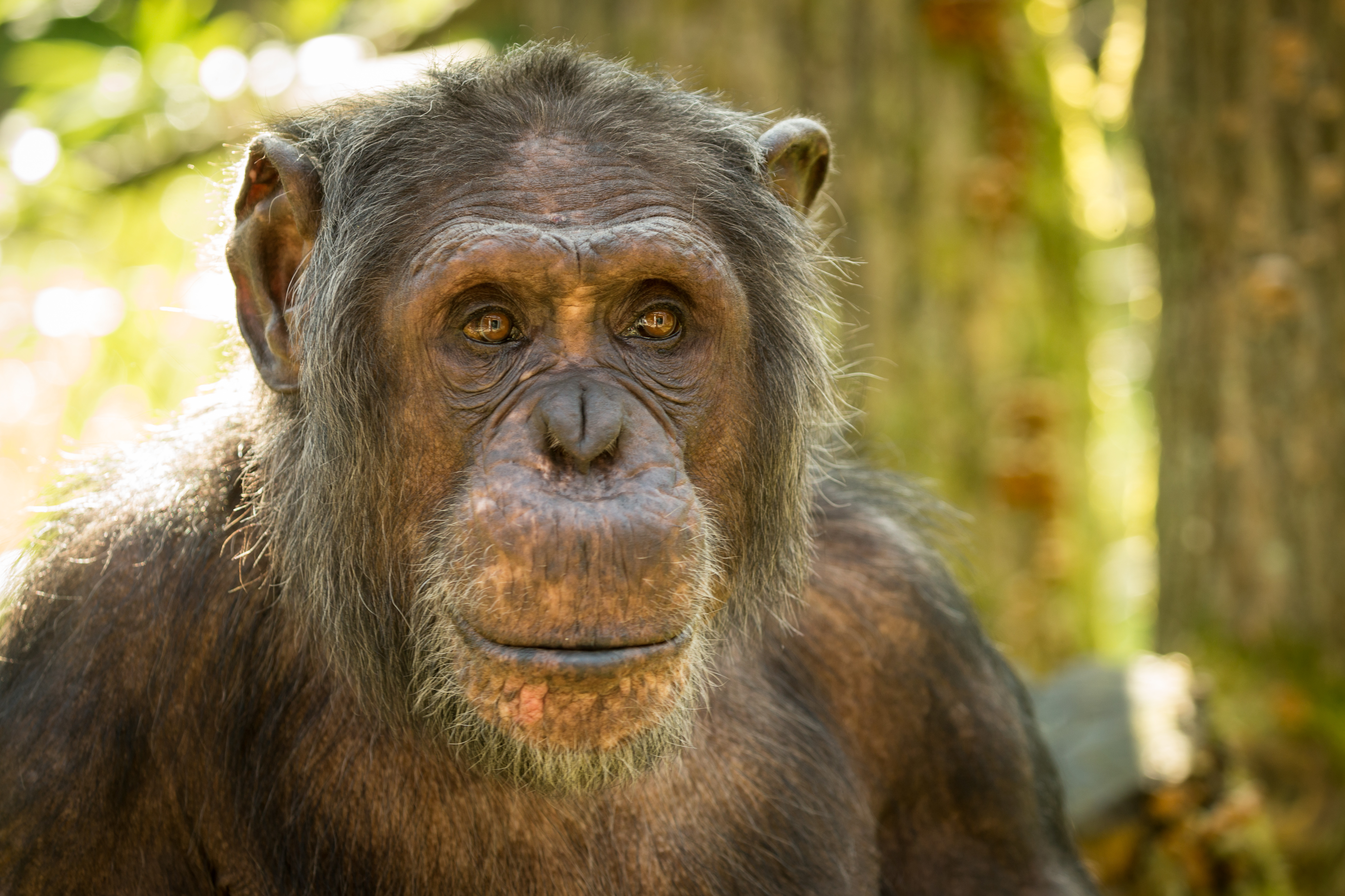 Download mobile wallpaper Monkeys, Monkey, Animal, Primate, Chimpanzee, Depth Of Field for free.
