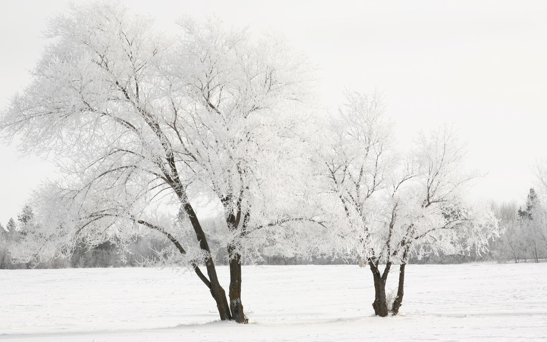 Téléchargez des papiers peints mobile Hiver, Terre/nature gratuitement.