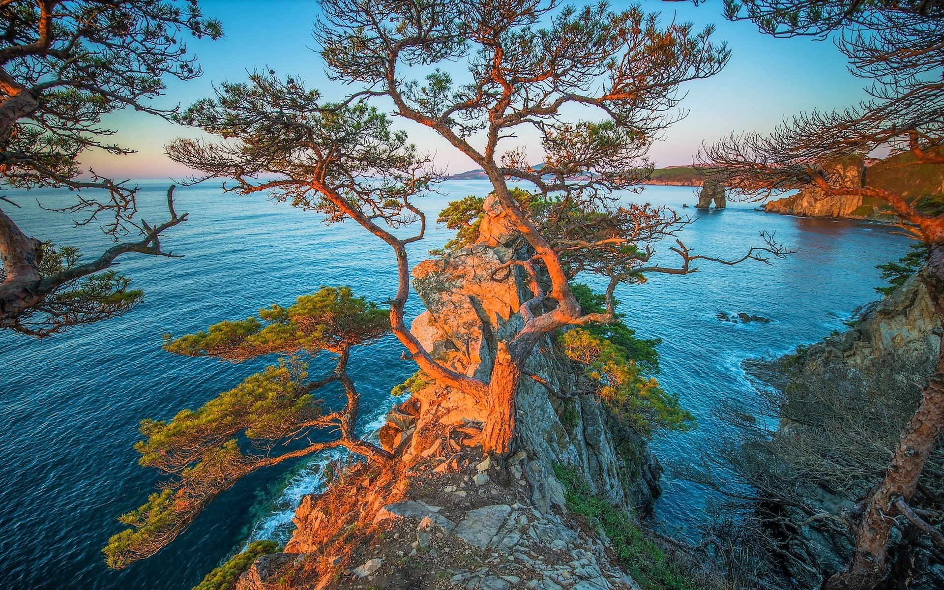 Скачать картинку Море, Дерево, Океан, Россия, Земля/природа в телефон бесплатно.