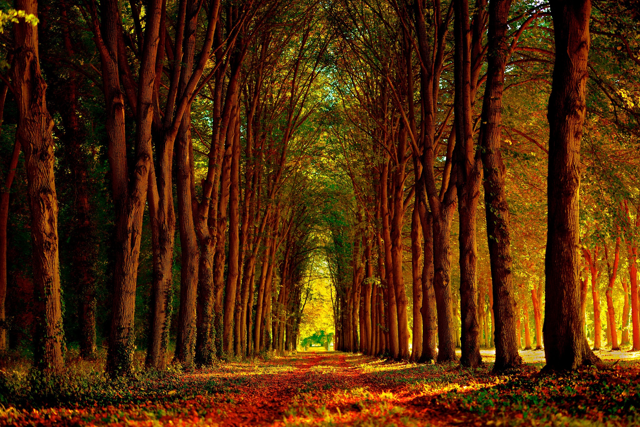 Free download wallpaper Nature, Tree, Fall, Earth, Path, Sunny, Tree Lined on your PC desktop