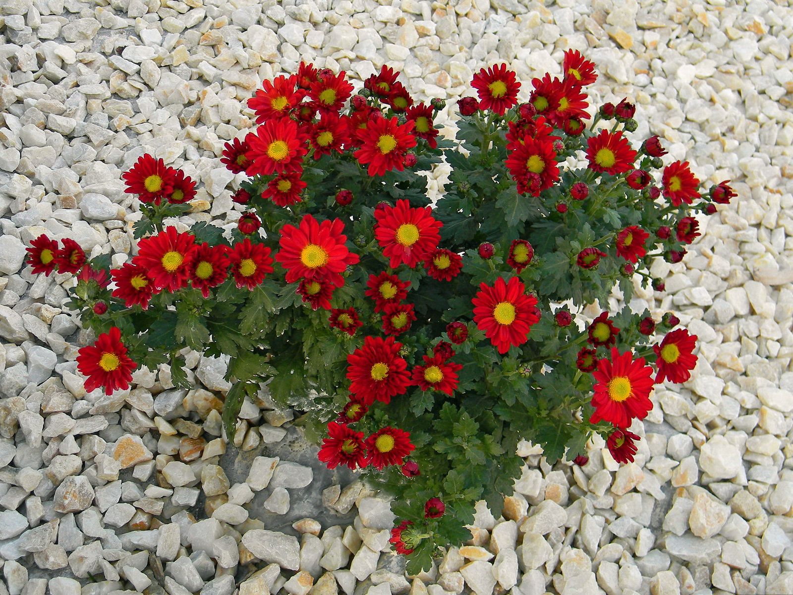 Free download wallpaper Flowers, Stones, Chrysanthemum on your PC desktop