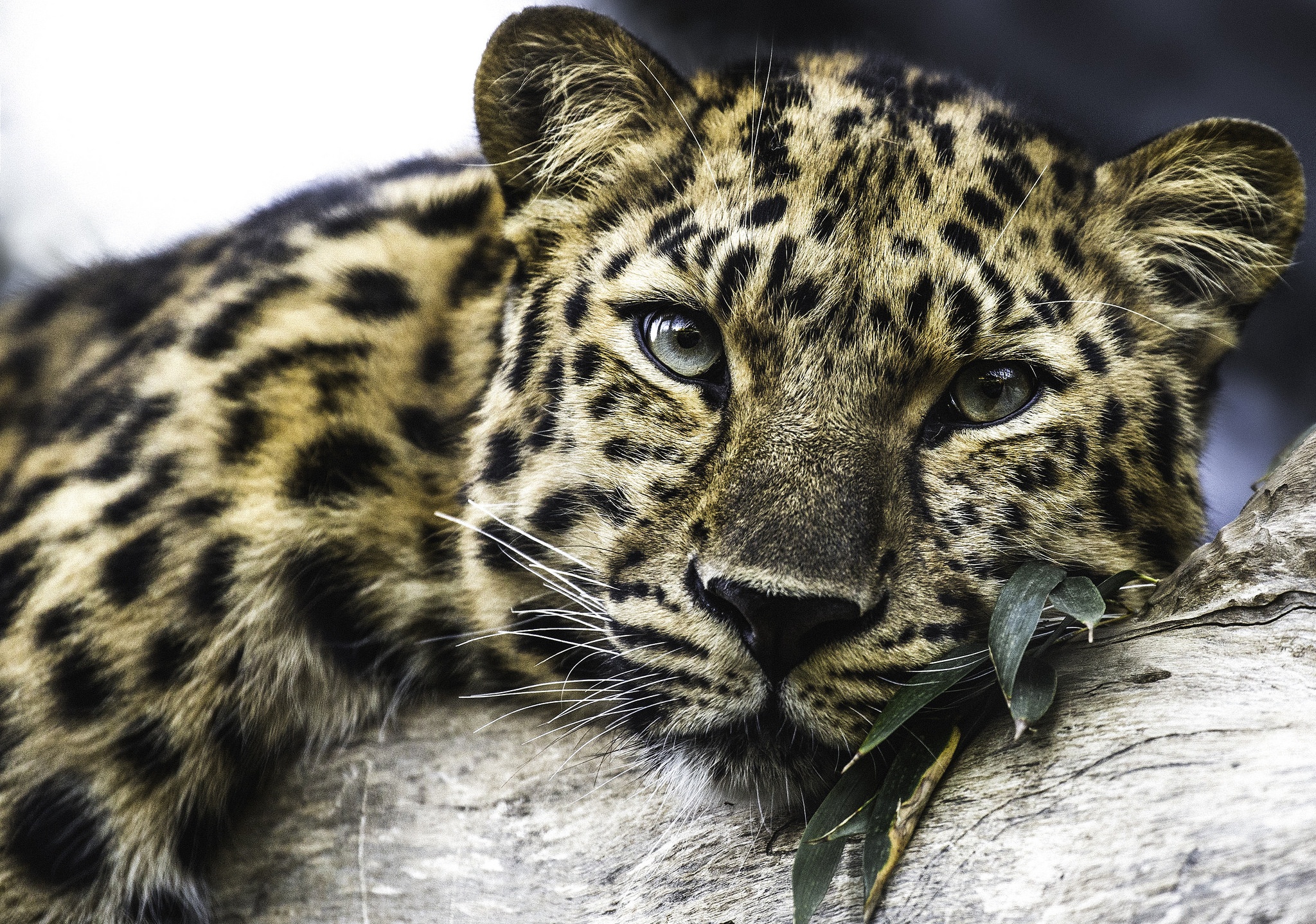 Baixe gratuitamente a imagem Animais, Gatos, Leopardo na área de trabalho do seu PC