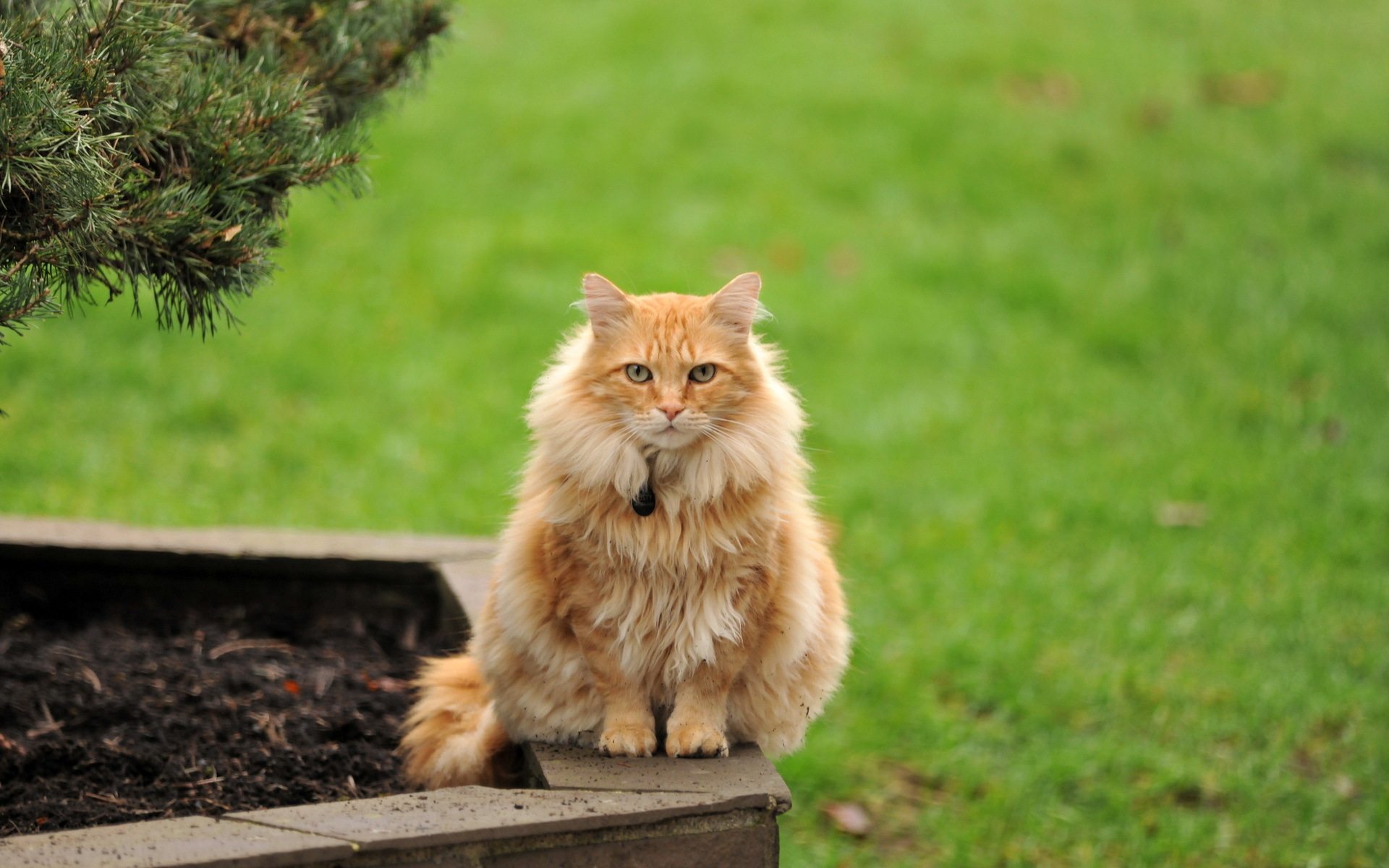 Descarga gratuita de fondo de pantalla para móvil de Gato, Gatos, Animales.