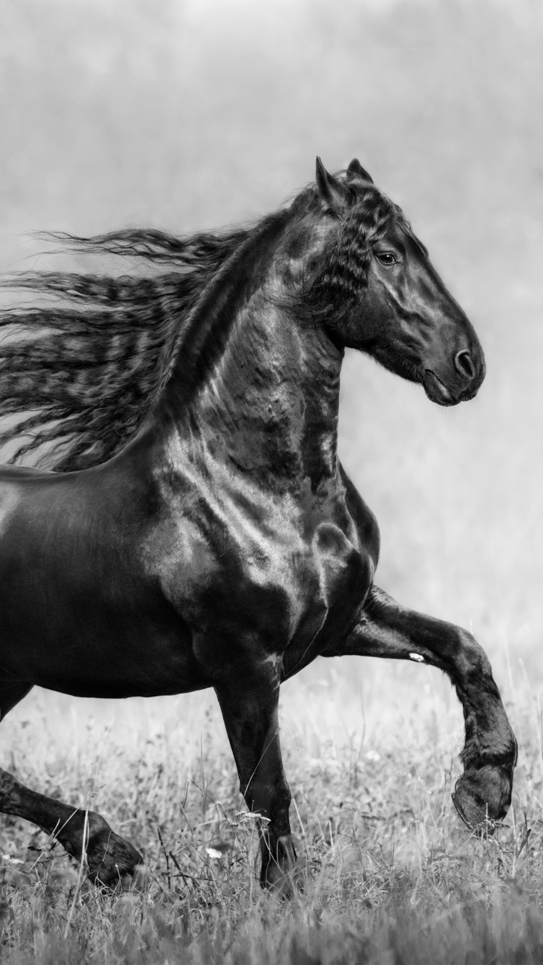 Descarga gratuita de fondo de pantalla para móvil de Animales, Caballo, Blanco Y Negro, Blanco Negro.