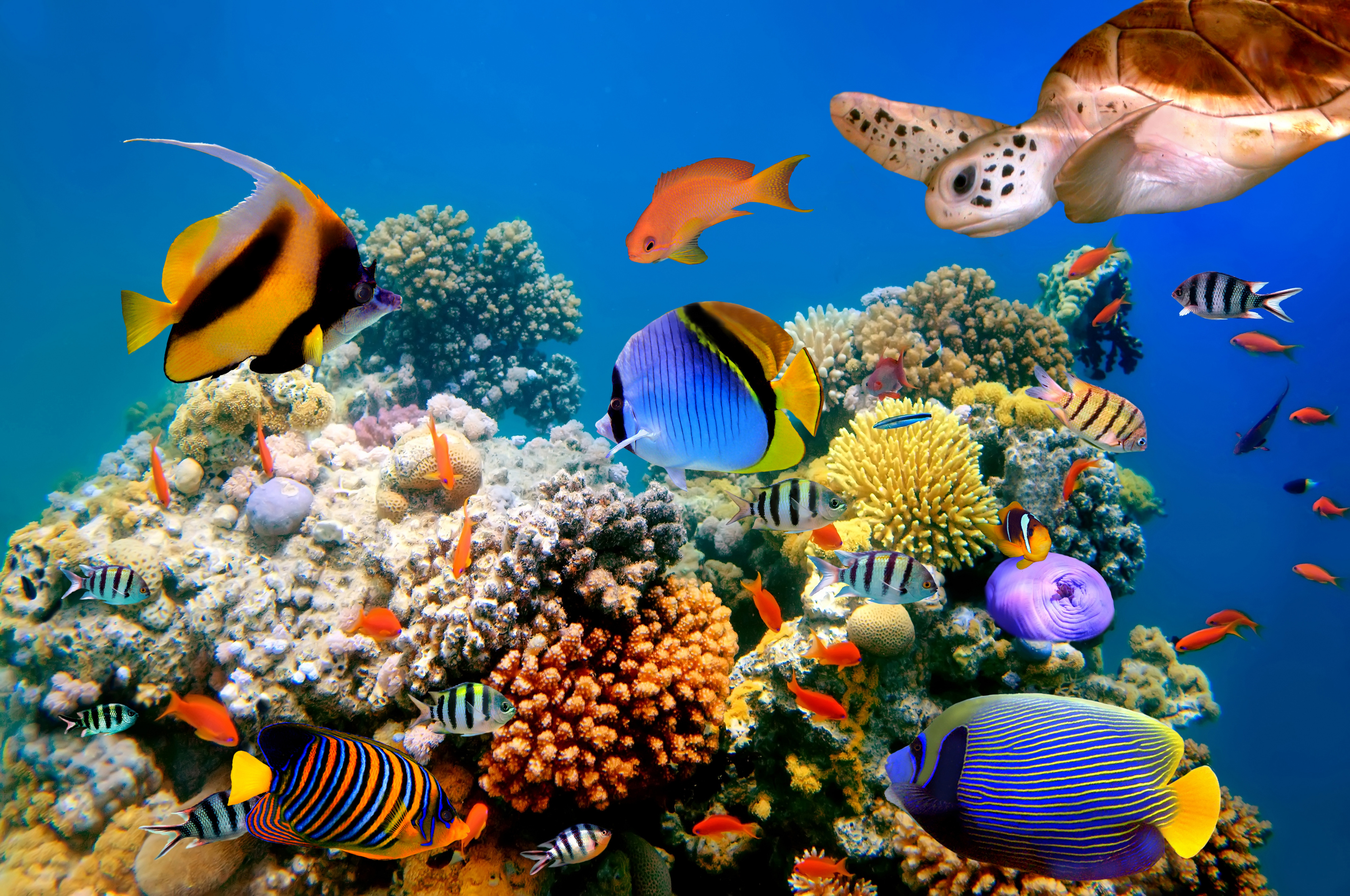 349096 скачать обои рыбы, животные, подводный, коралловый риф, черепаха - заставки и картинки бесплатно