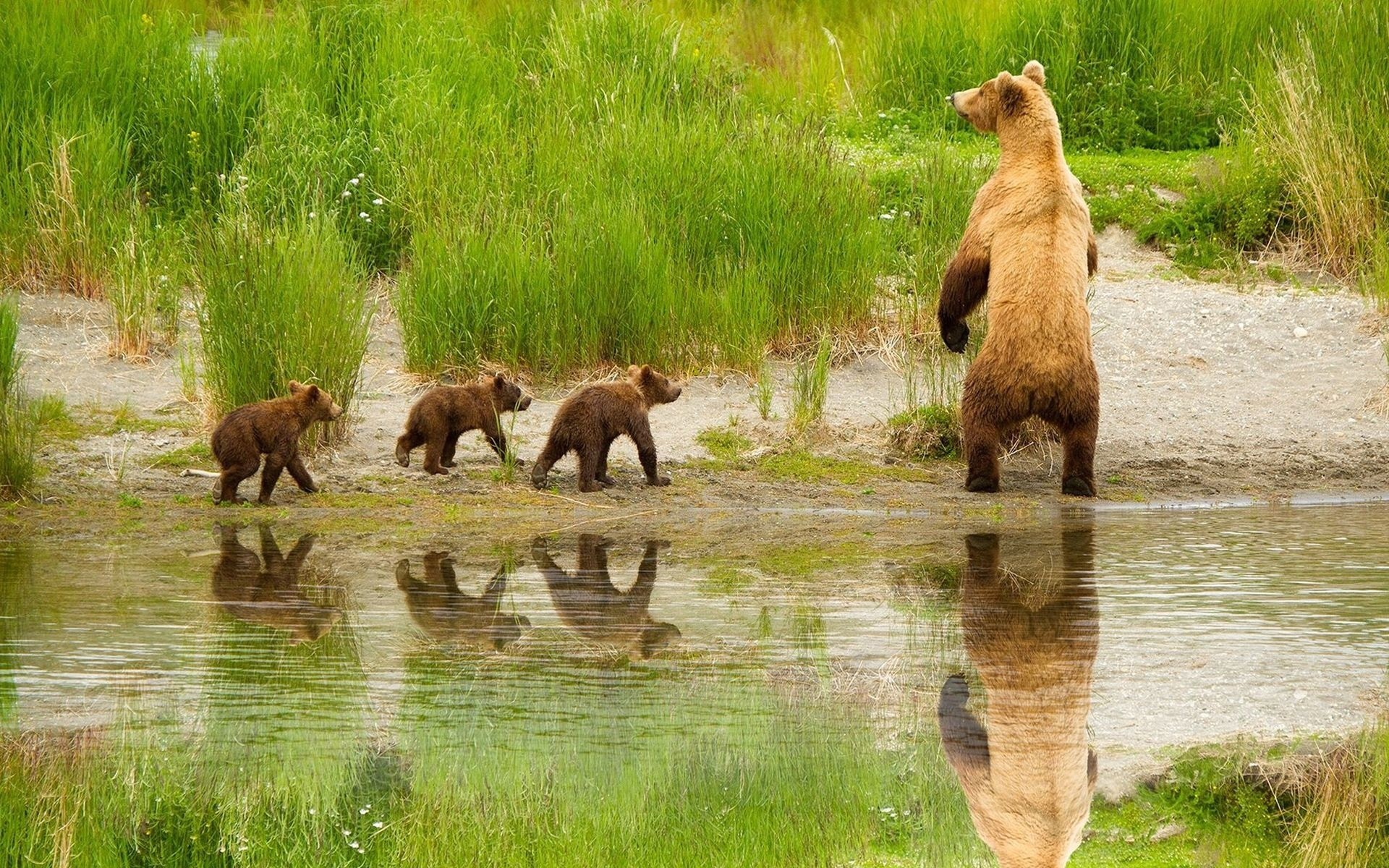 spring, animal, grizzly bear, alaska, grizzly family in spring, grizzly family, katmai national park, bears