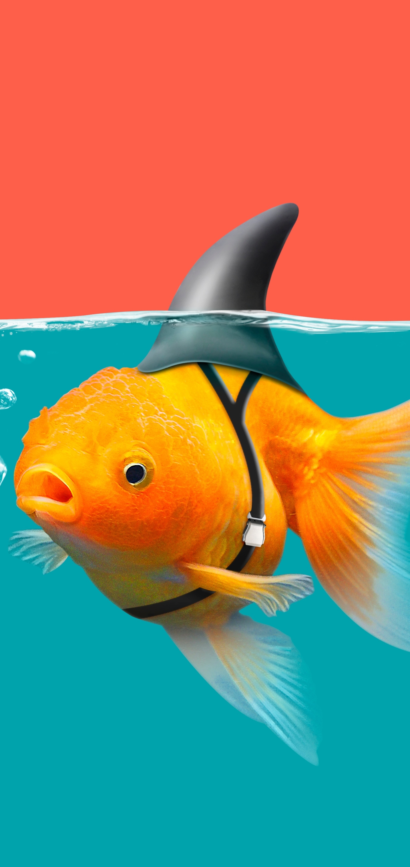 1151321 Hintergrundbild herunterladen humor, fische, goldfisch, goldfische - Bildschirmschoner und Bilder kostenlos