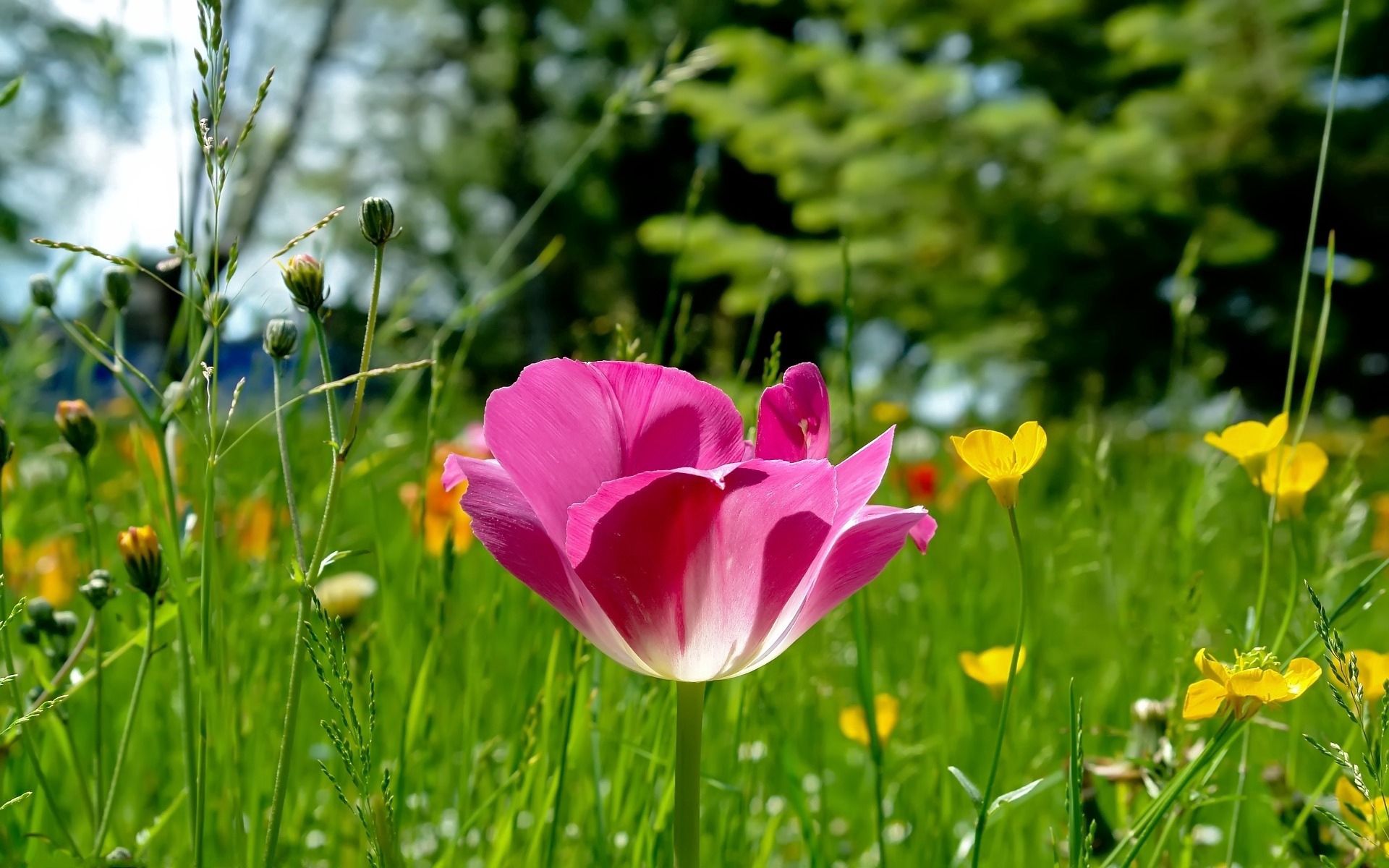 flowers, grass, beauty, polyana, glade, tulip, sunny