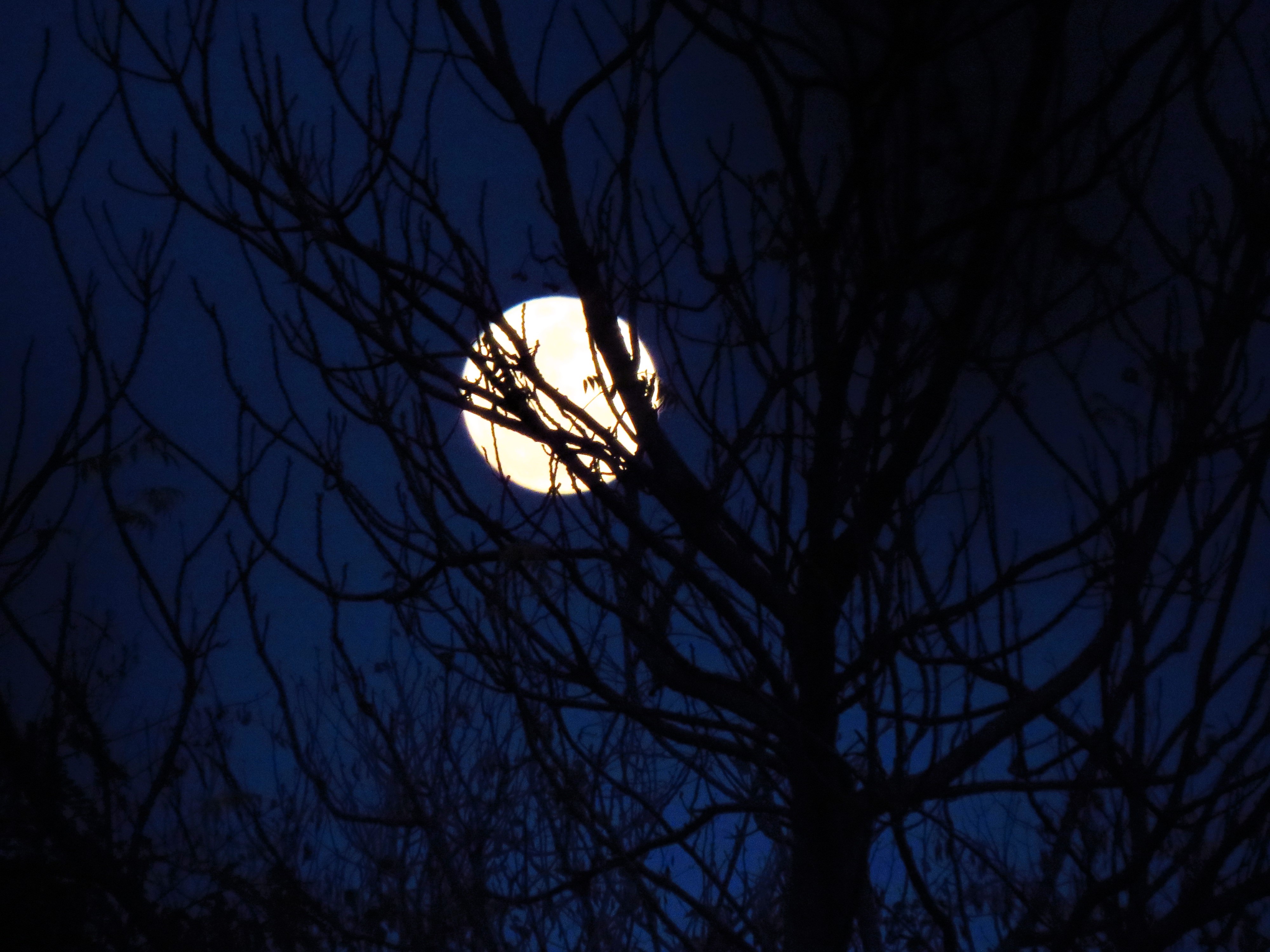 Download mobile wallpaper Night, Moon, Silhouette, Tree, Earth for free.