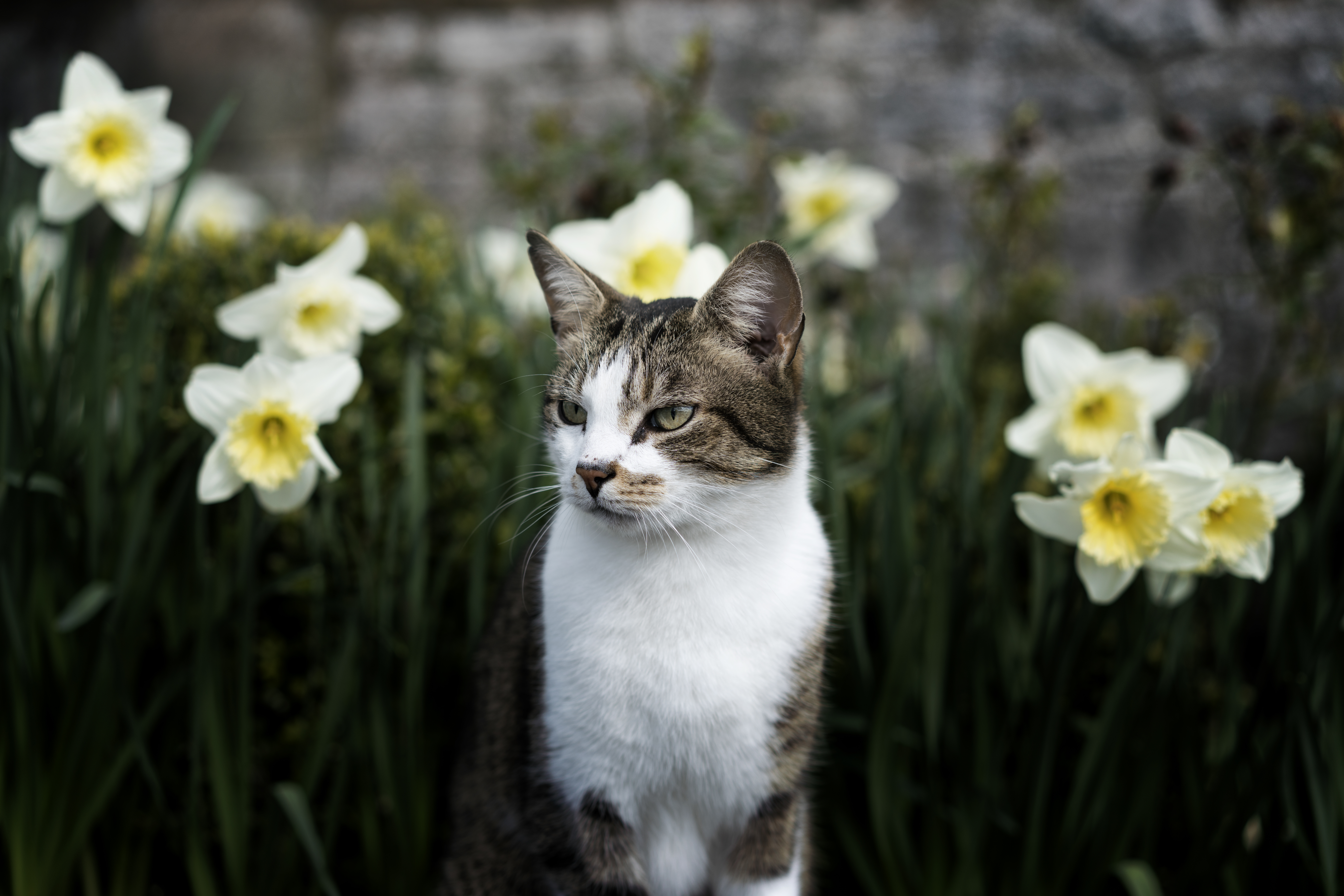 animal, cat, flowers, animals, pet, sight, opinion Free Stock Photo