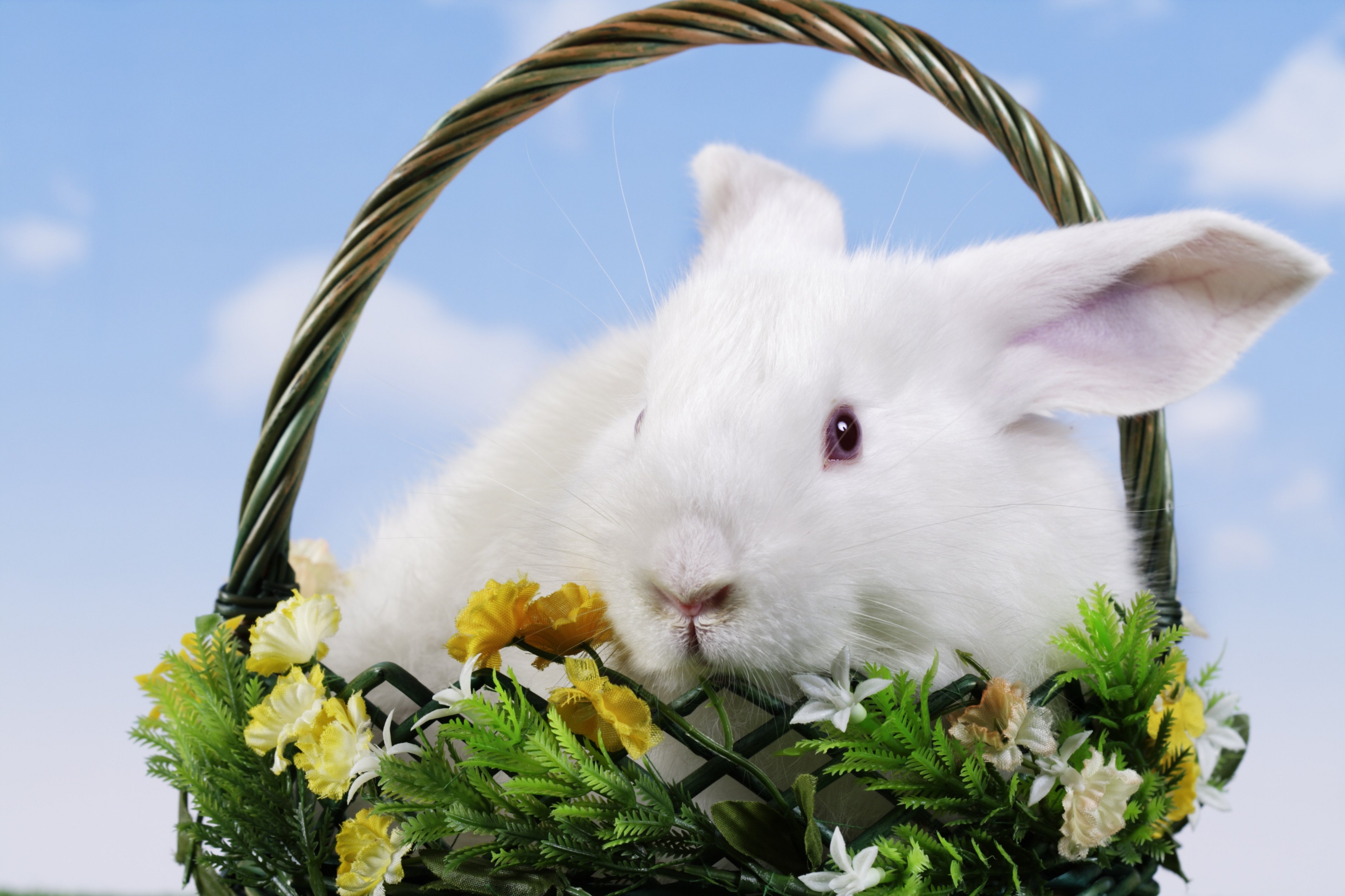 Скачати мобільні шпалери Великдень, Свято, Кошик, Кролик, Зайчик безкоштовно.