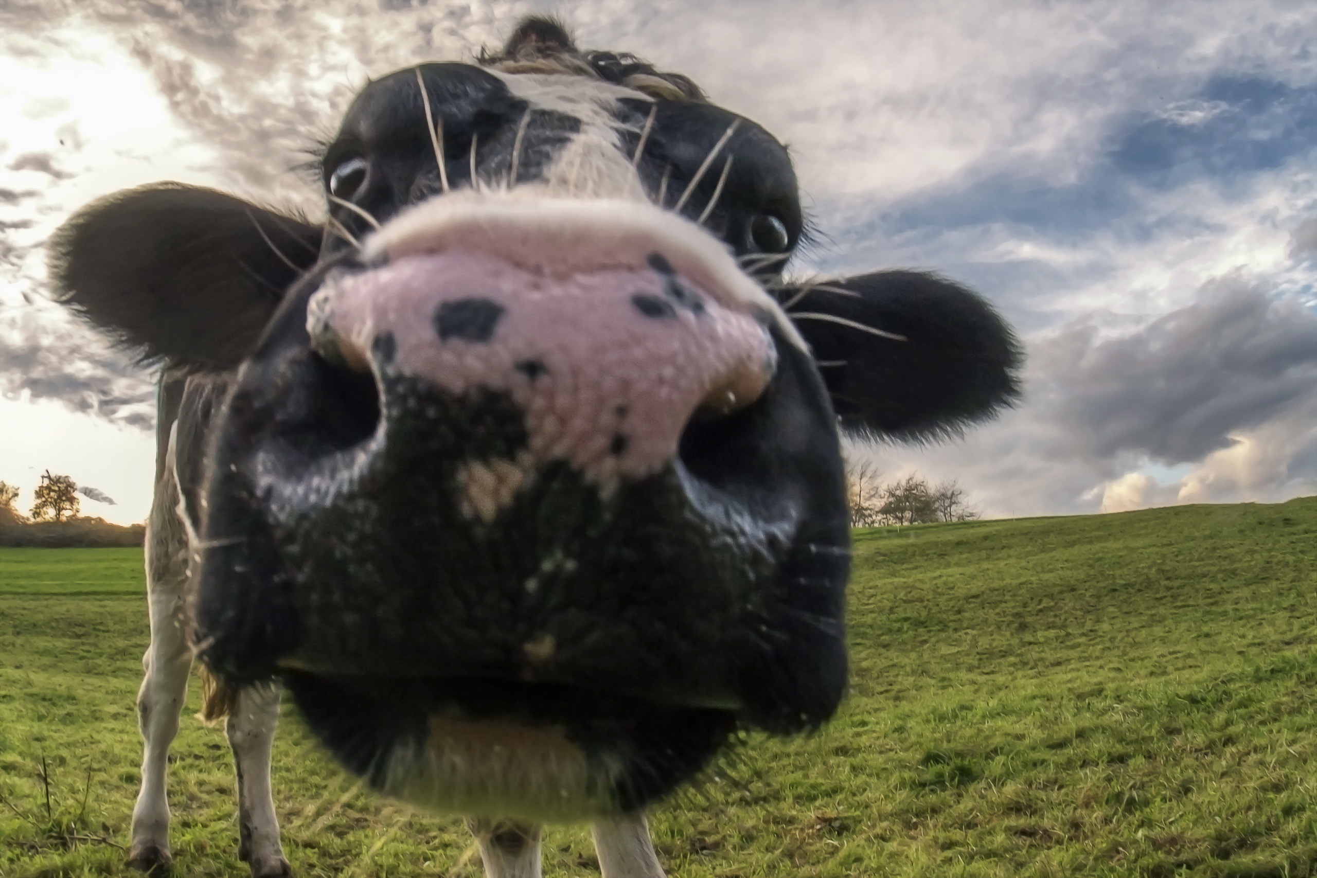 Free download wallpaper Close Up, Animal, Cow on your PC desktop