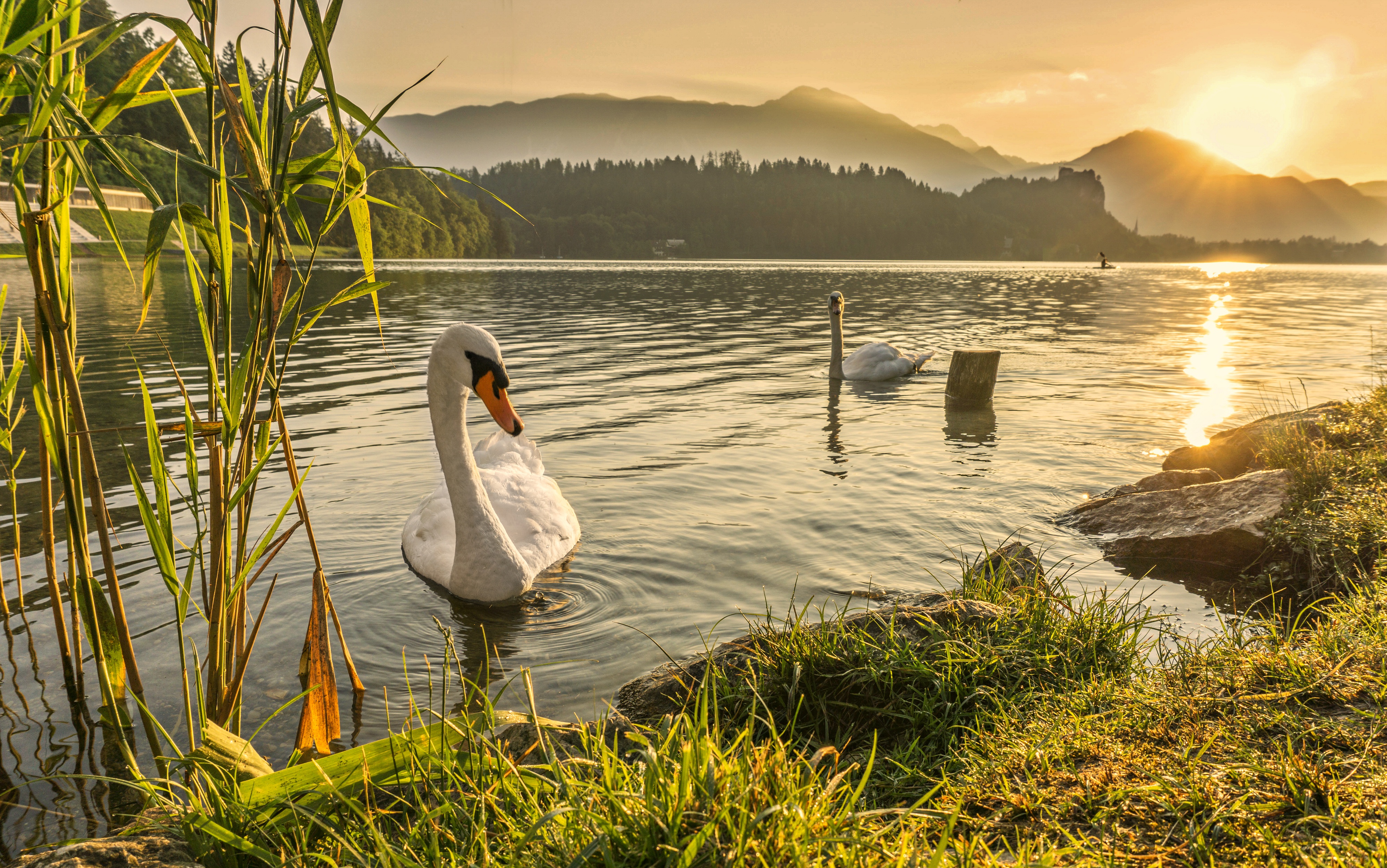 Téléchargez des papiers peints mobile Animaux, Coucher De Soleil, Oiseau, Cygne, Des Oiseaux, Rivière gratuitement.