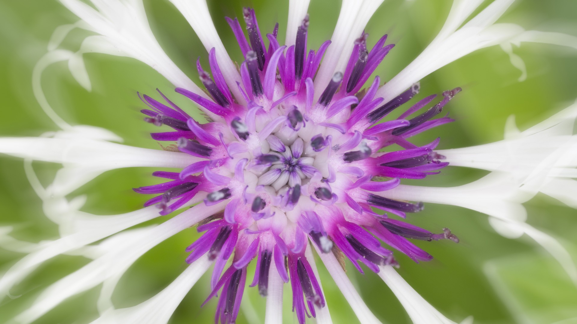 Laden Sie das Blumen, Blume, Erde/natur-Bild kostenlos auf Ihren PC-Desktop herunter