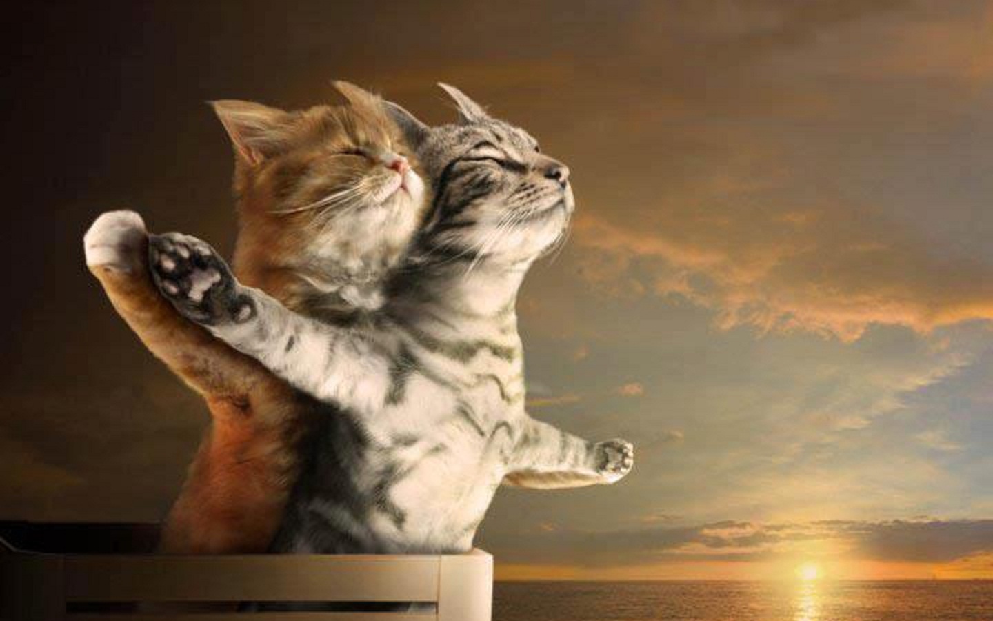 1500230壁紙のダウンロードユーモア, ネコ, 可愛い, 子猫, 愛する, ロマンチック, 日没, タイタニック-スクリーンセーバーと写真を無料で