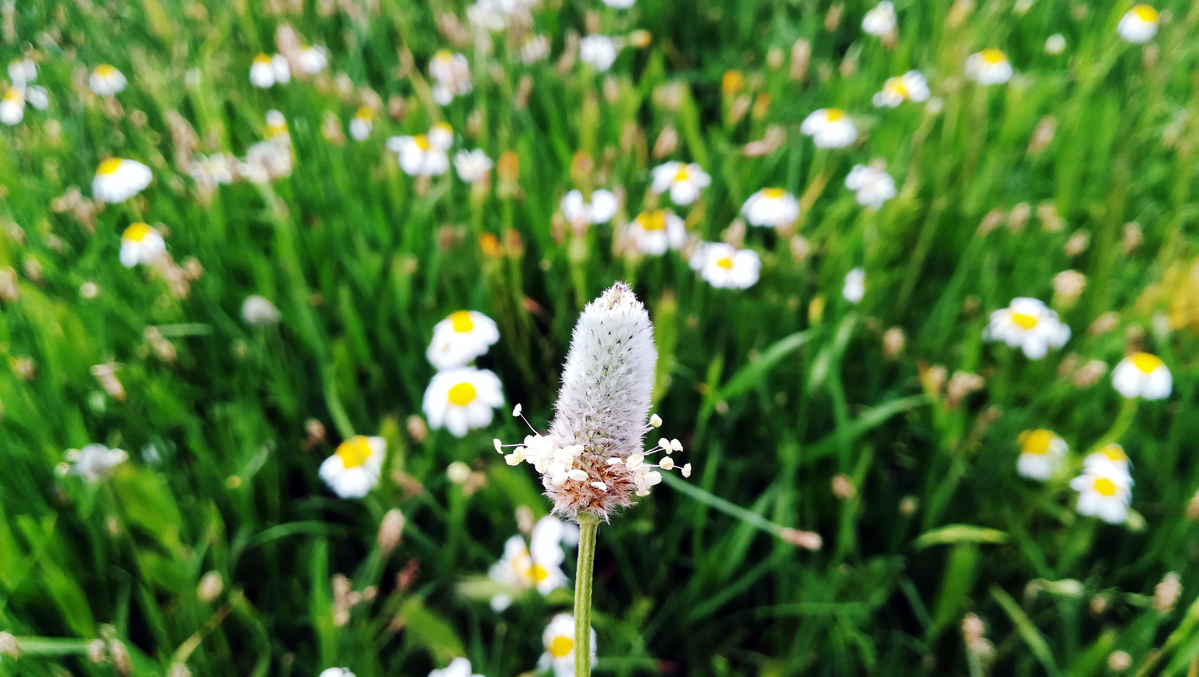 Free download wallpaper Nature, Flower, Earth, Spring, Chamomile, Depth Of Field on your PC desktop