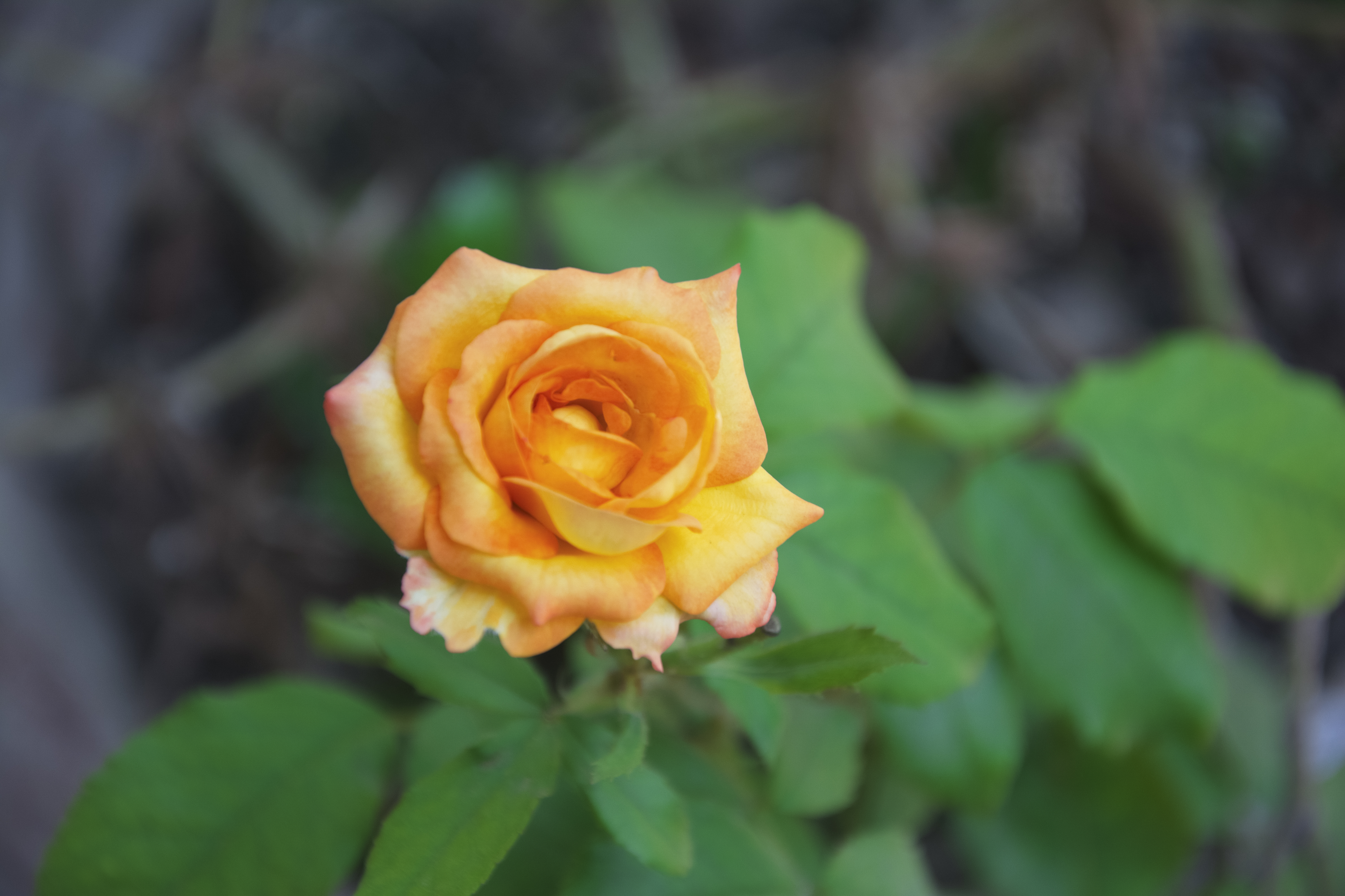 Téléchargez gratuitement l'image Fleurs, Rose, Fleur, Terre/nature sur le bureau de votre PC