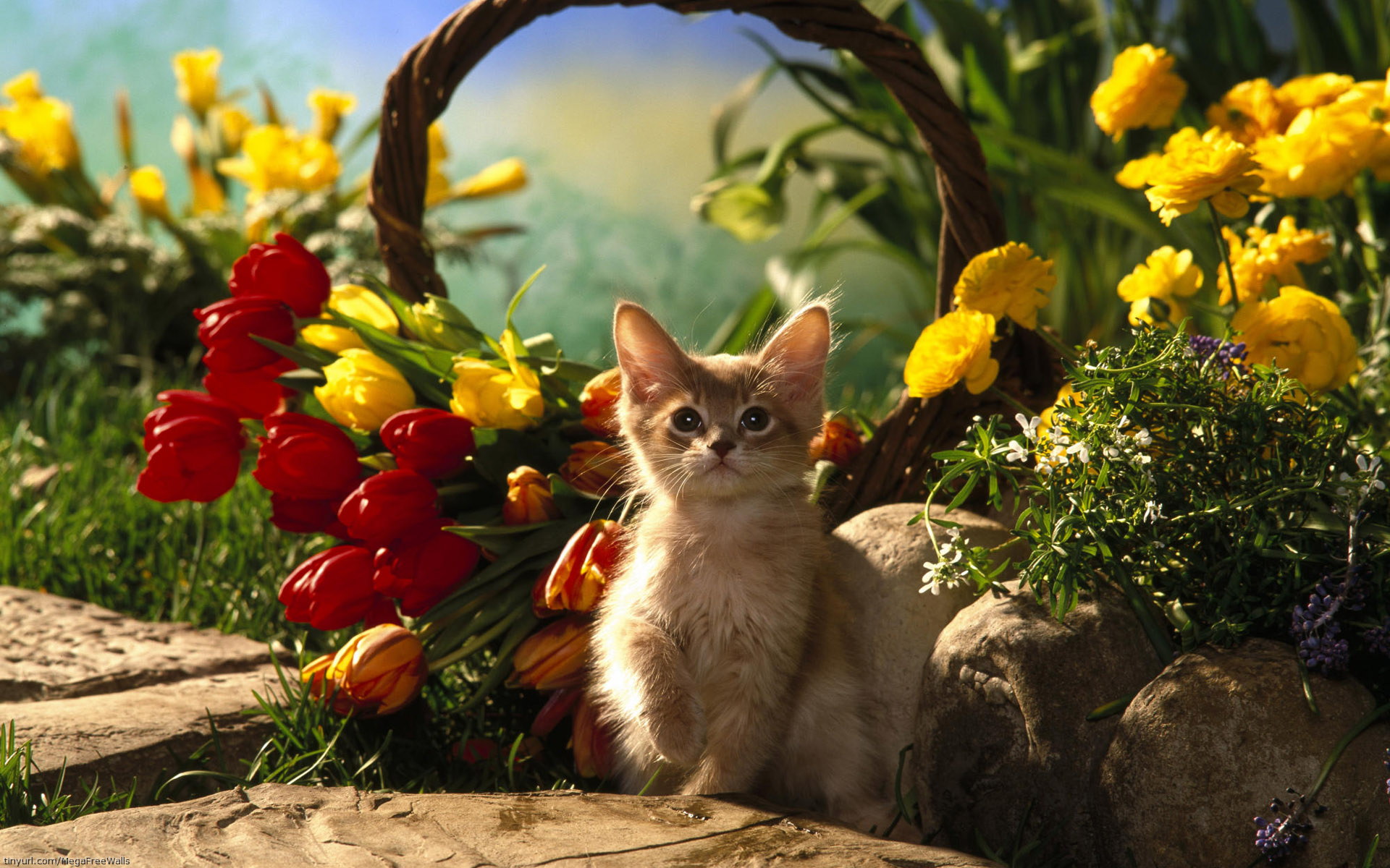 Free download wallpaper Cat, Kitten, Animal, Cute on your PC desktop