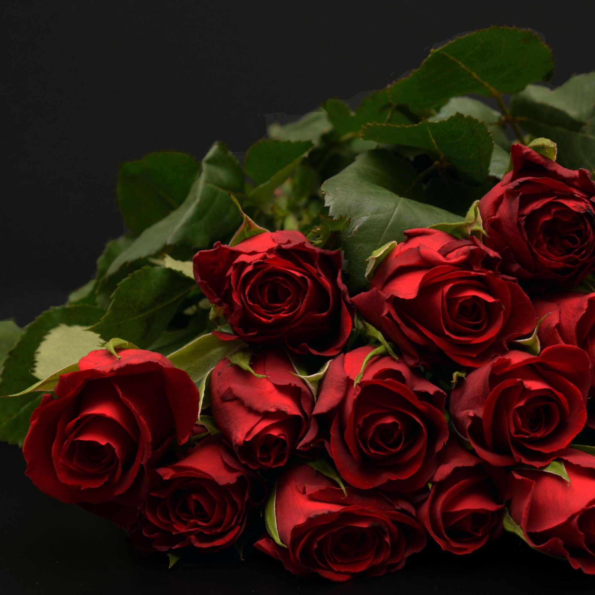 Download mobile wallpaper Flowers, Flower, Rose, Earth, Red Rose, Red Flower for free.