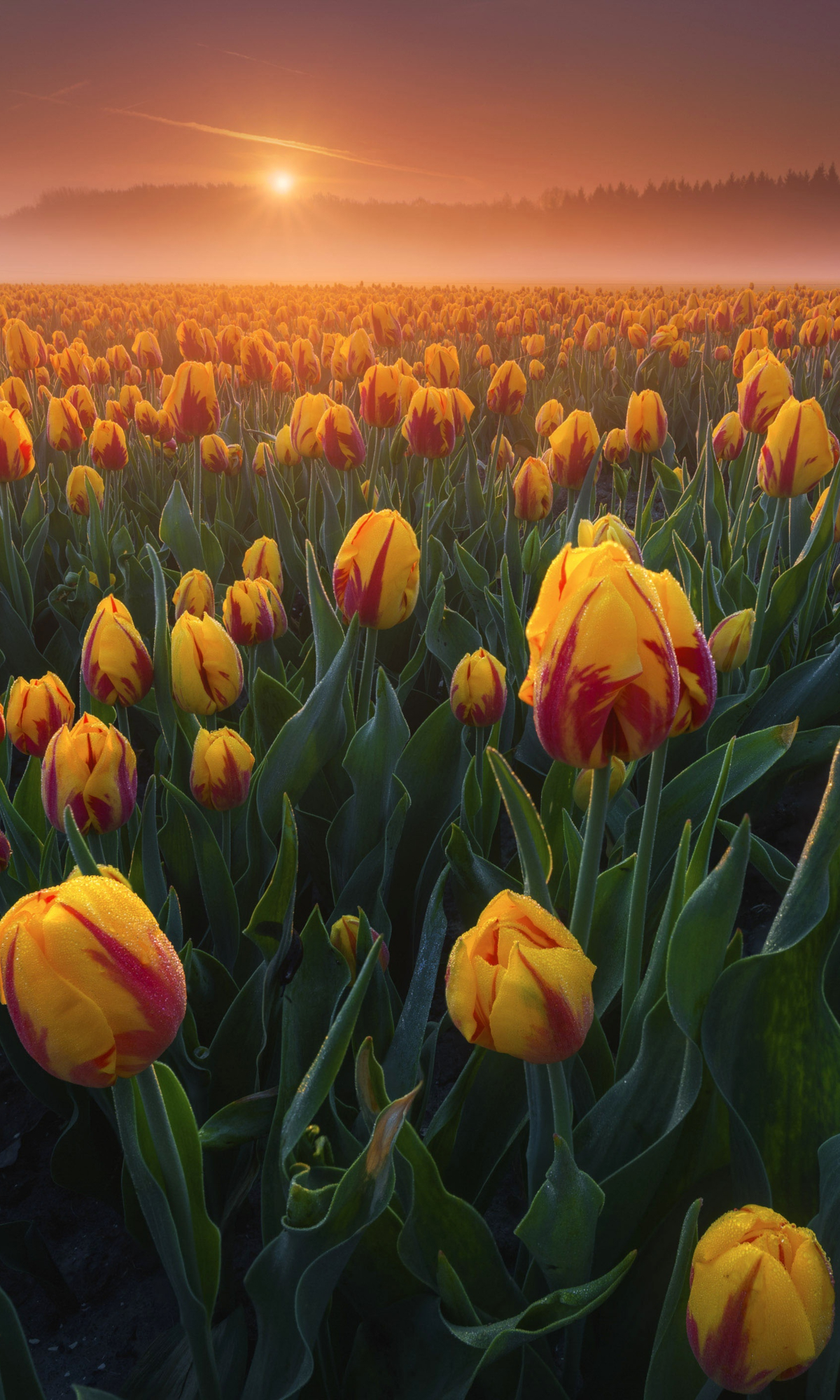 Download mobile wallpaper Nature, Flowers, Summer, Sunrise, Earth, Field, Tulip for free.