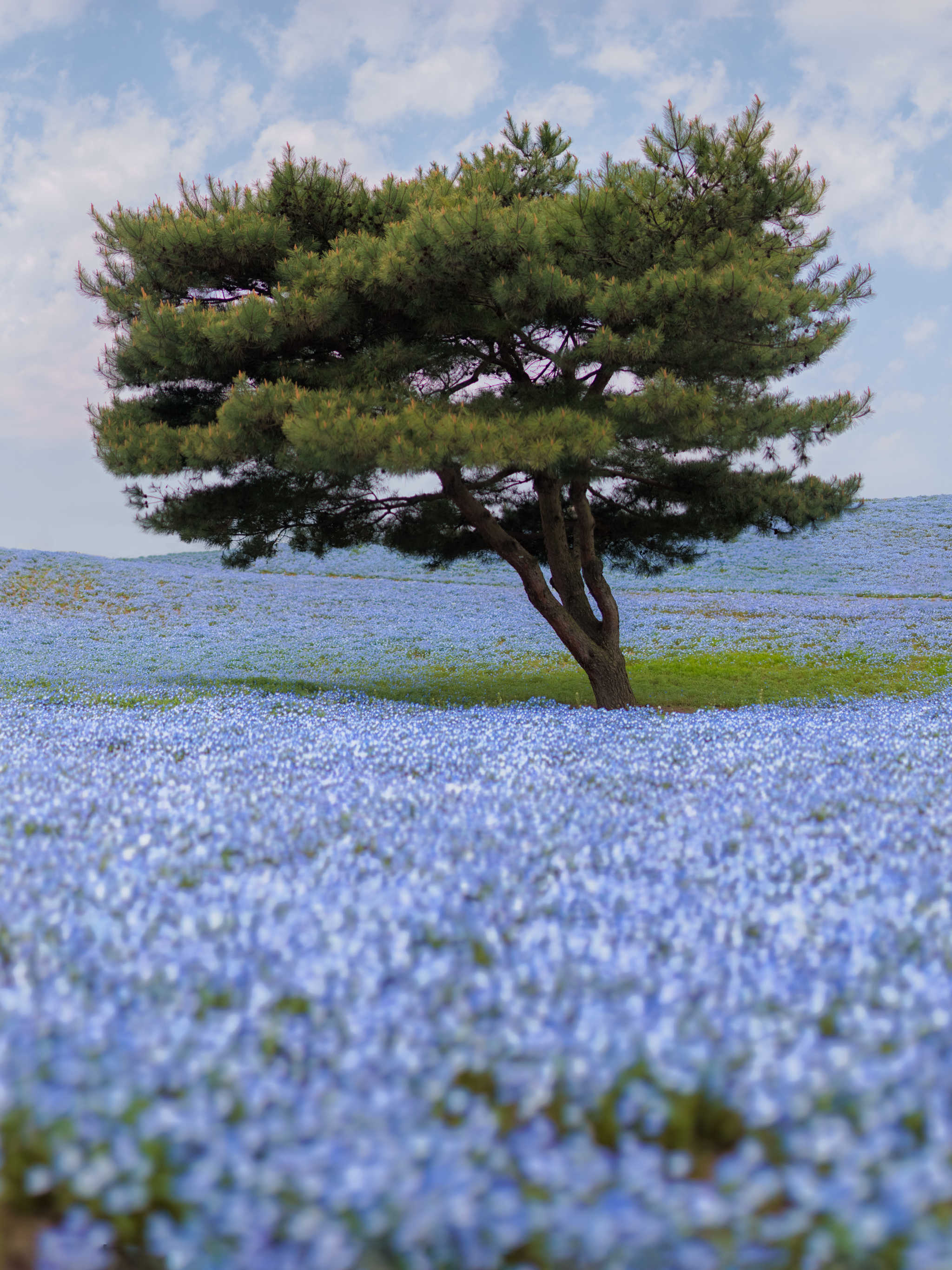 Download mobile wallpaper Landscape, Trees, Flower, Tree, Earth for free.