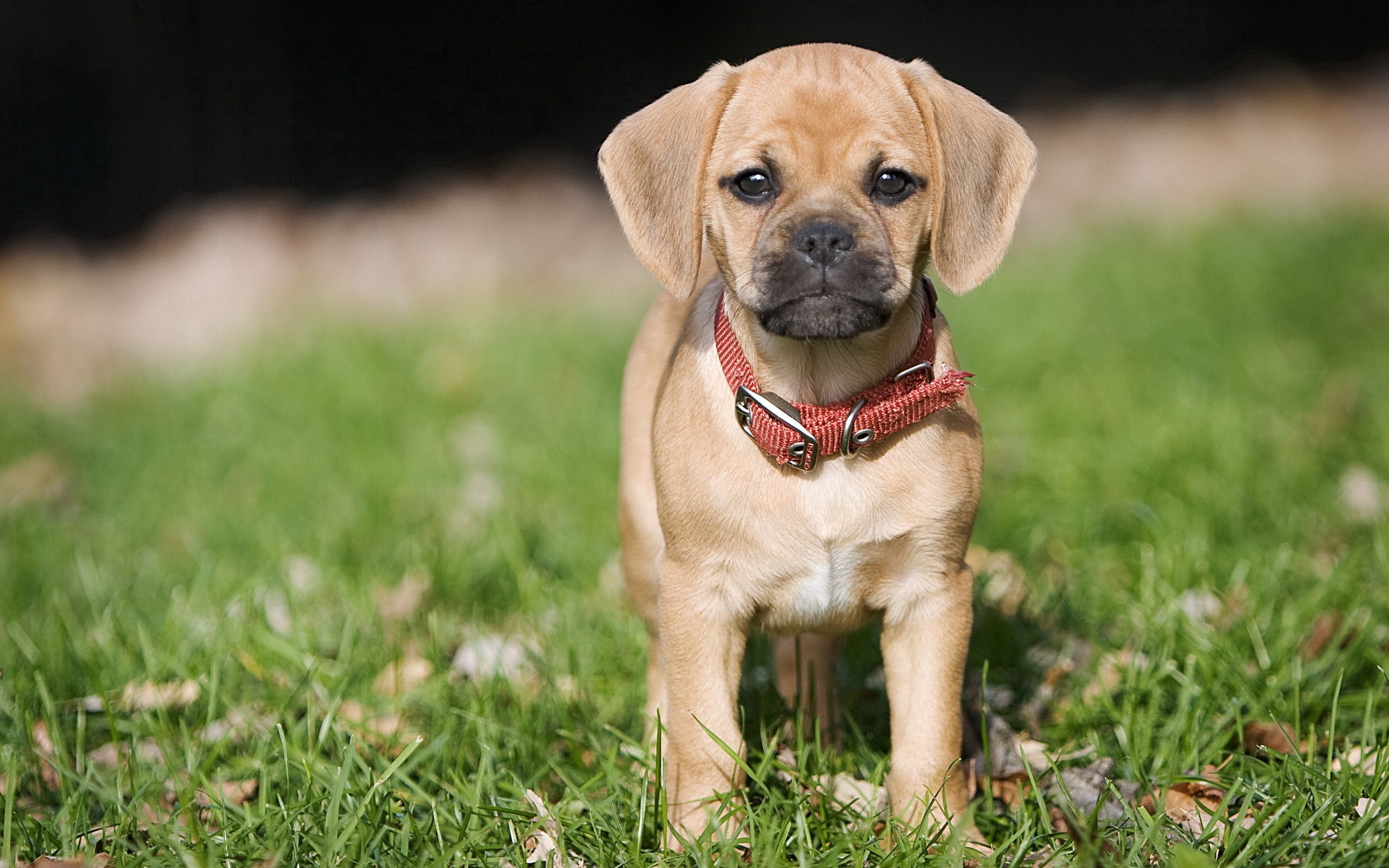 Download mobile wallpaper Collar, Animals, Grass, Puppy for free.