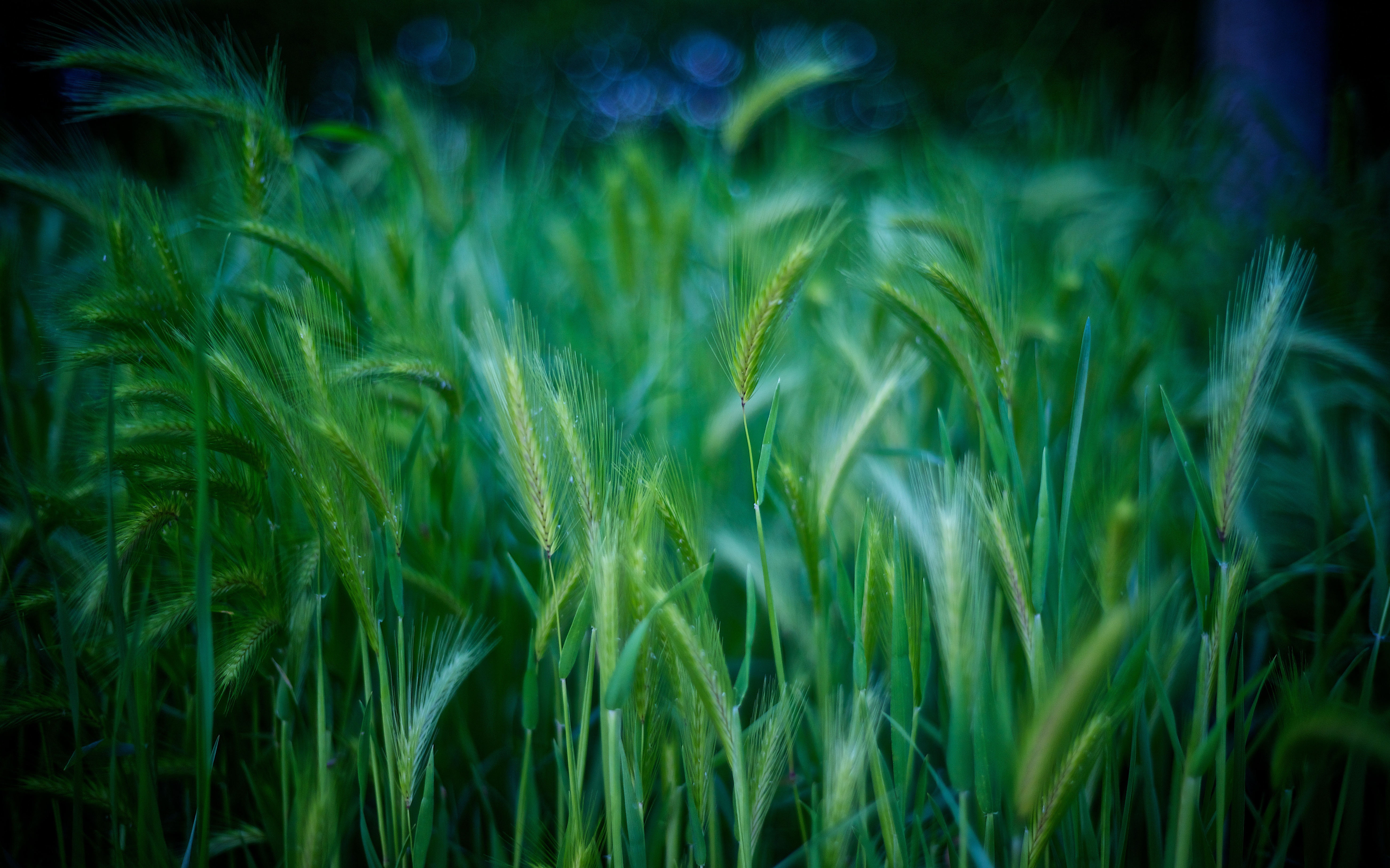 Download mobile wallpaper Grass, Ears, Spikes, Nature for free.