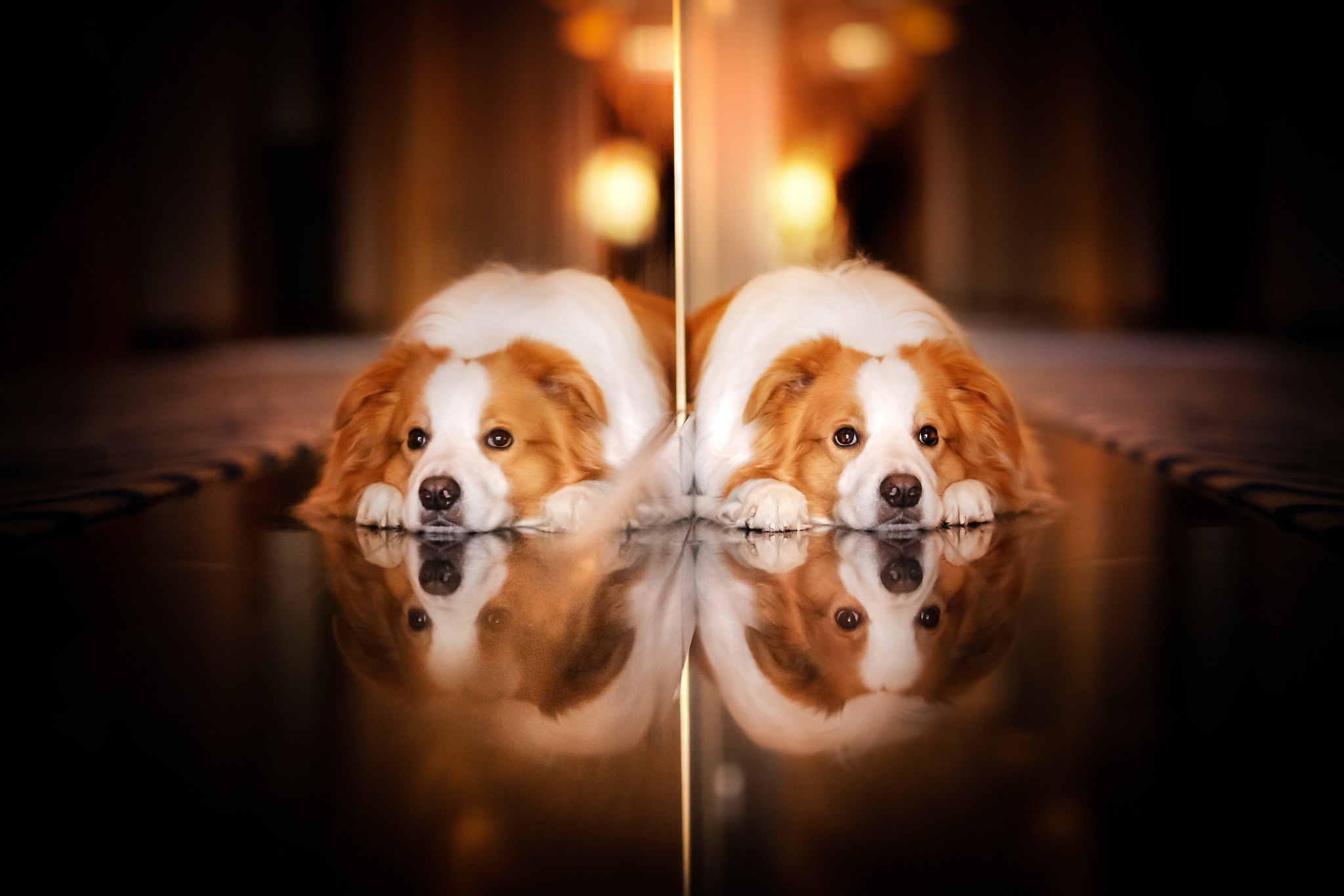 Free download wallpaper Dogs, Reflection, Dog, Animal on your PC desktop