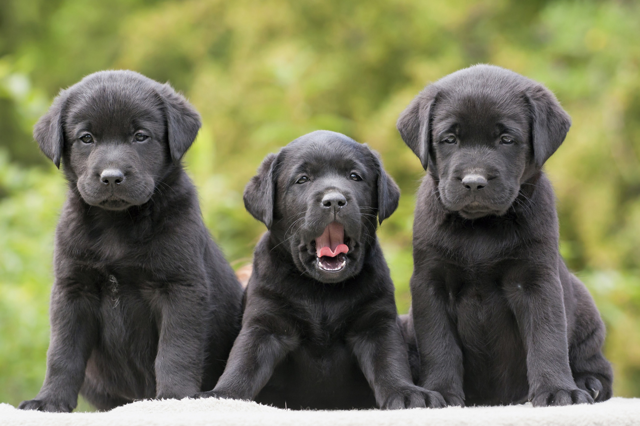 Download mobile wallpaper Dogs, Dog, Animal, Puppy, Bokeh, Labrador Retriever for free.