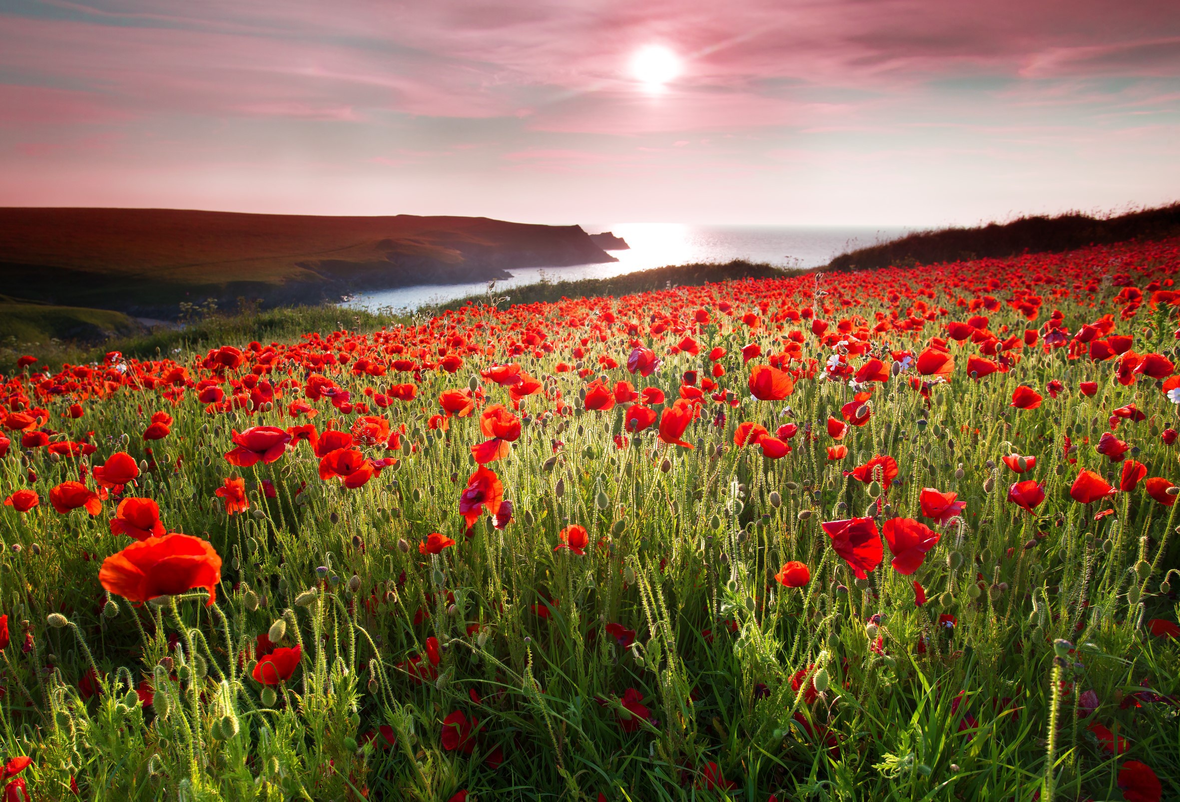 Laden Sie das Natur, Blumen, Mohn, Sommer, Horizont, Blume, Rote Blume, Erde/natur-Bild kostenlos auf Ihren PC-Desktop herunter