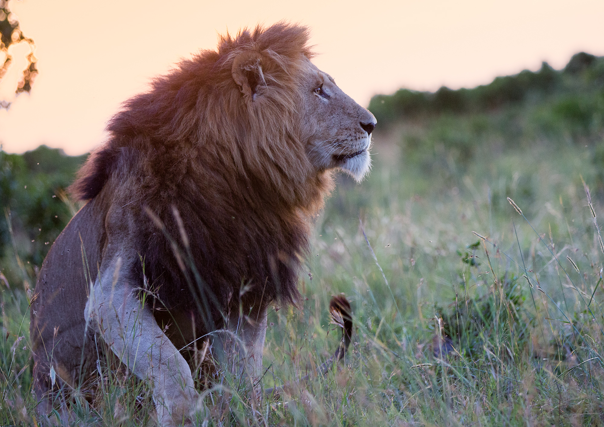 Téléchargez des papiers peints mobile Lion, Chats, Animaux gratuitement.