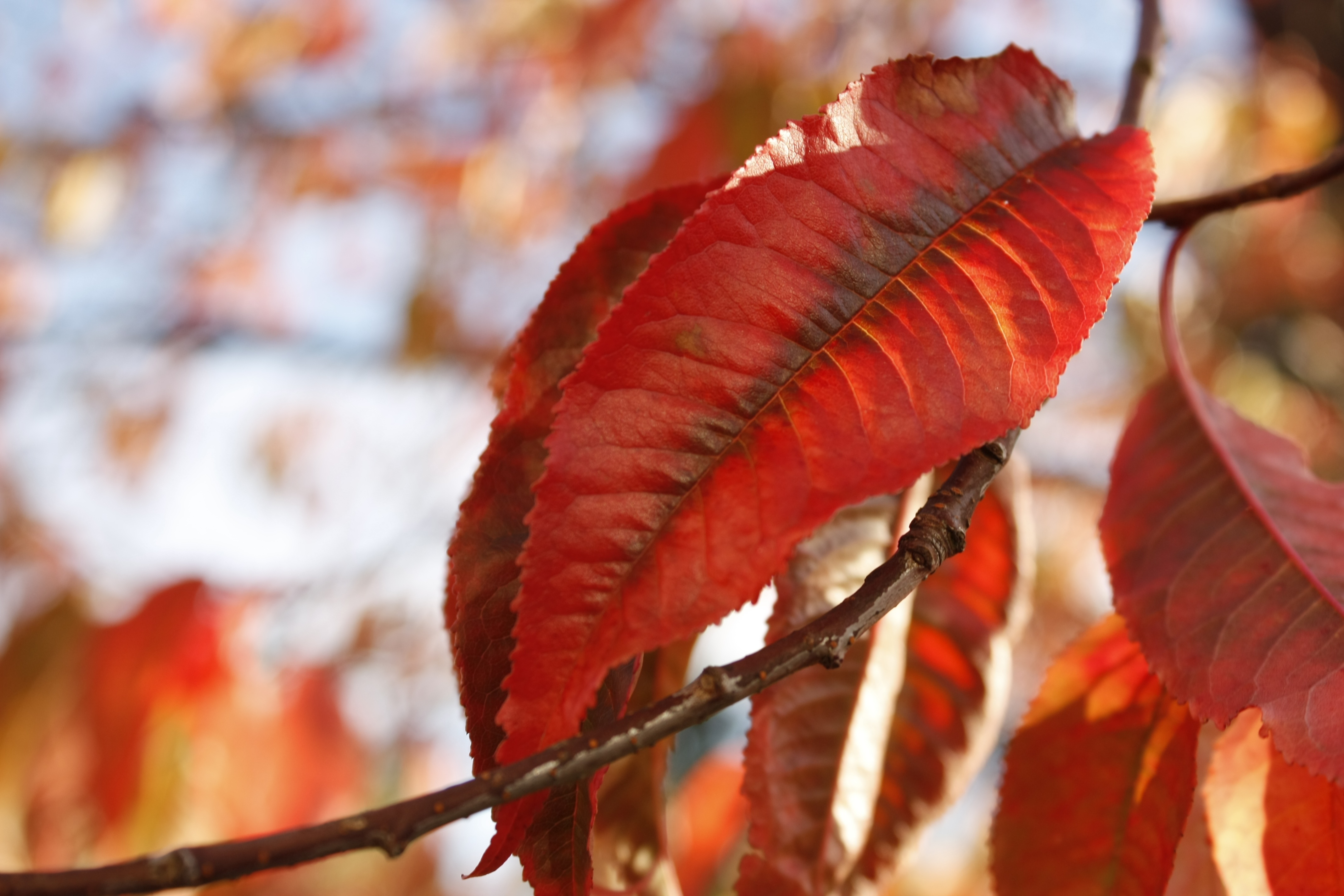 Download mobile wallpaper Nature, Leaf, Fall, Earth, Bokeh for free.