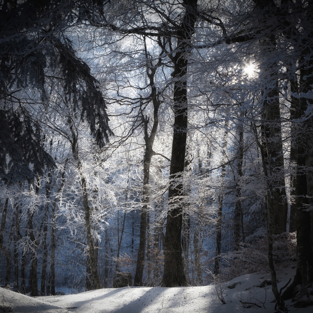 Скачать картинку Зима, Снег, Лес, Дерево, Земля, Земля/природа, Солнечный Лучик в телефон бесплатно.