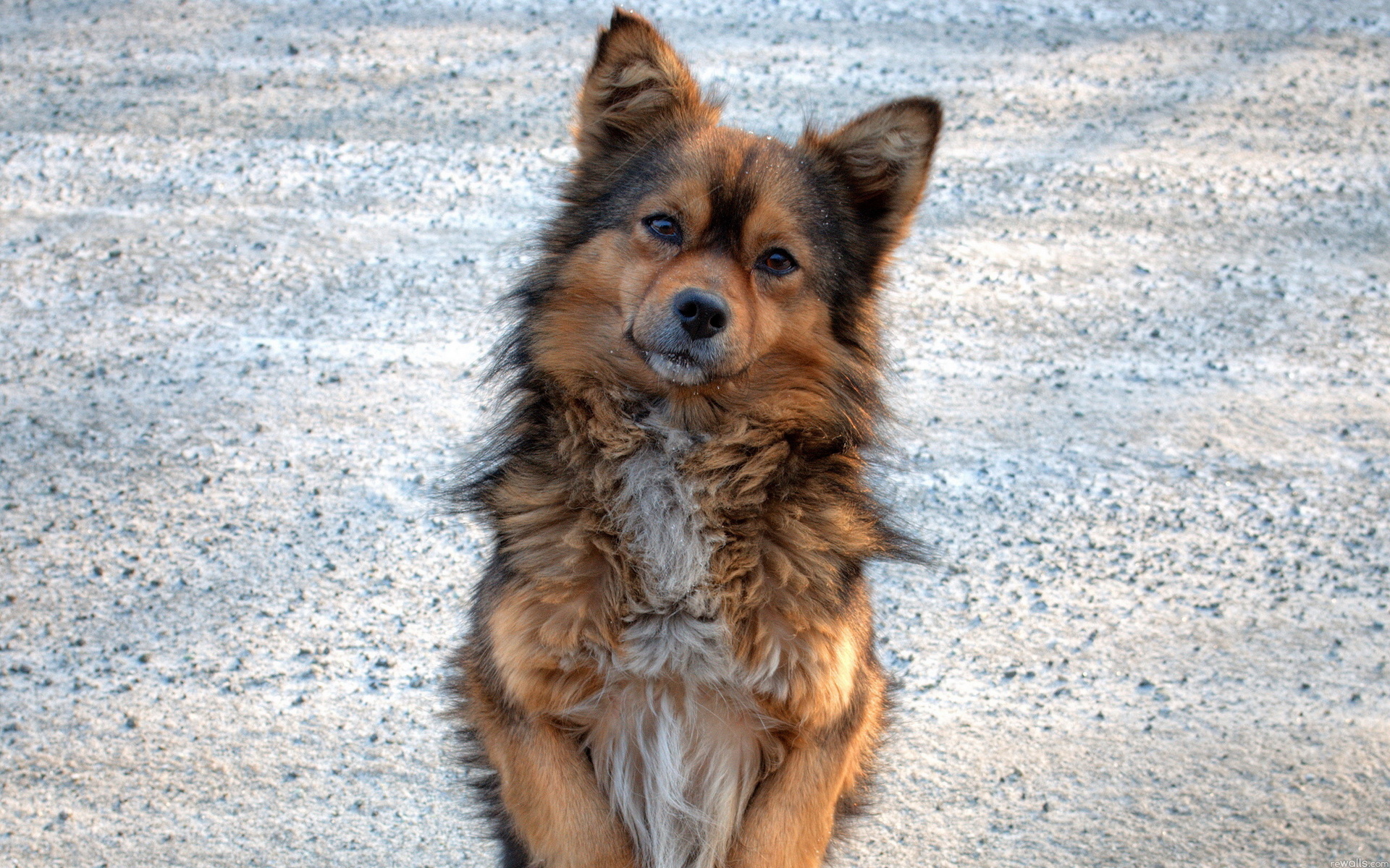 Baixar papel de parede para celular de Animais, Cão gratuito.