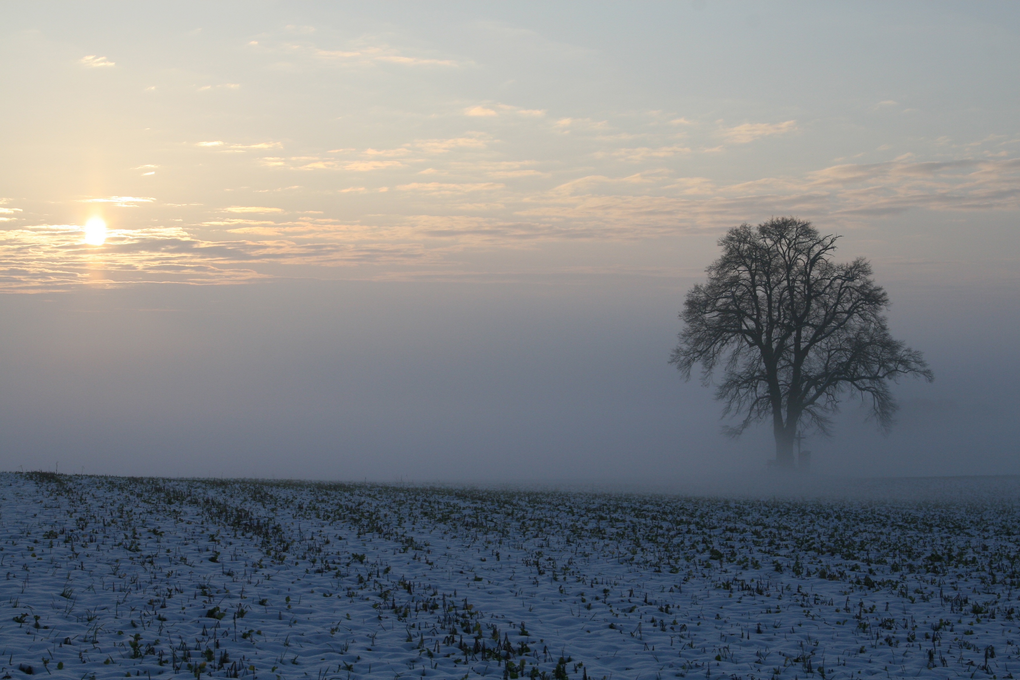 Descarga gratis la imagen Invierno, Naturaleza, Nieve, Árbol, Niebla, Tierra/naturaleza en el escritorio de tu PC