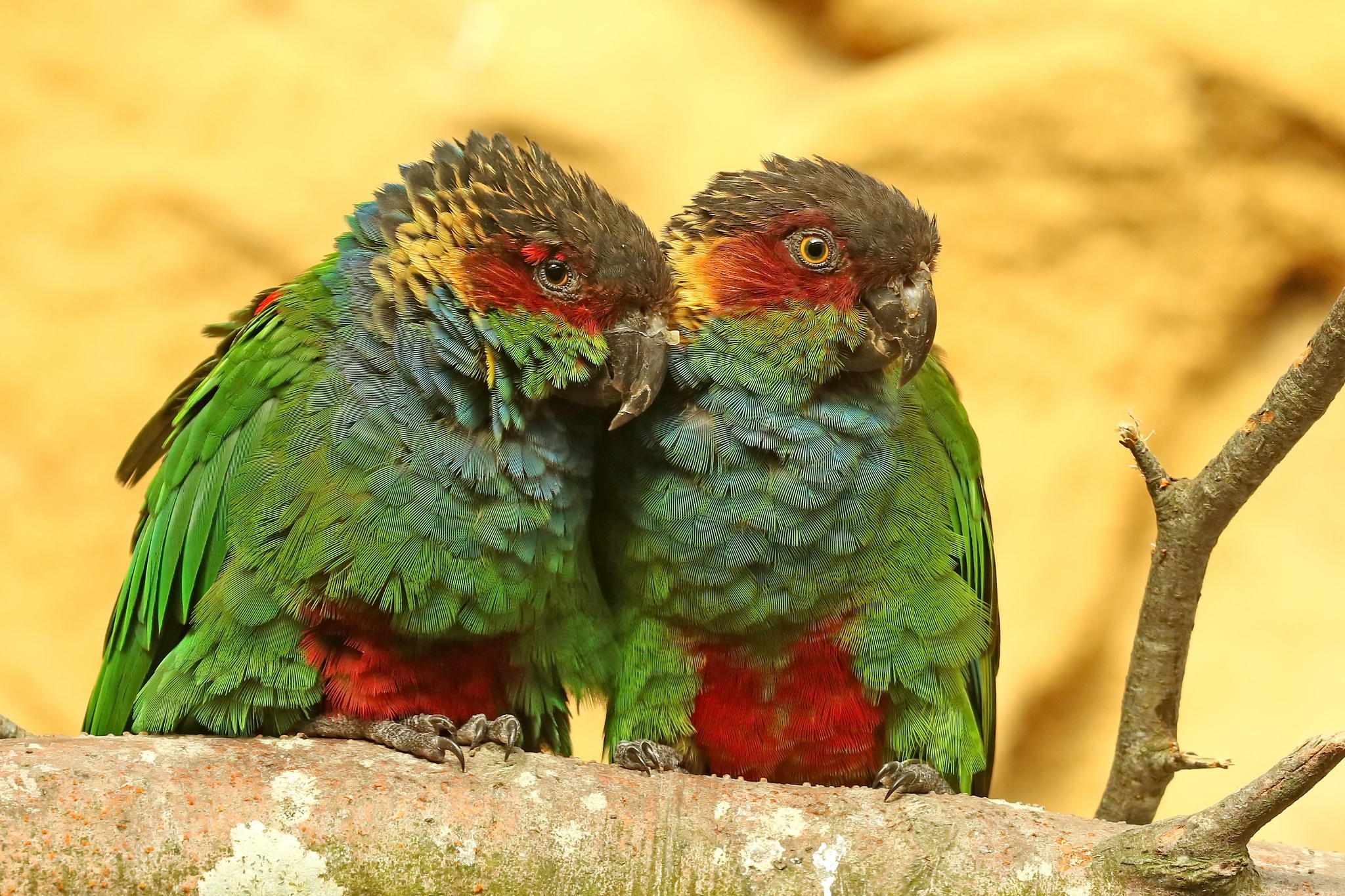 Download mobile wallpaper Birds, Bird, Animal, Parrot, Ochre Marked Parakeet for free.