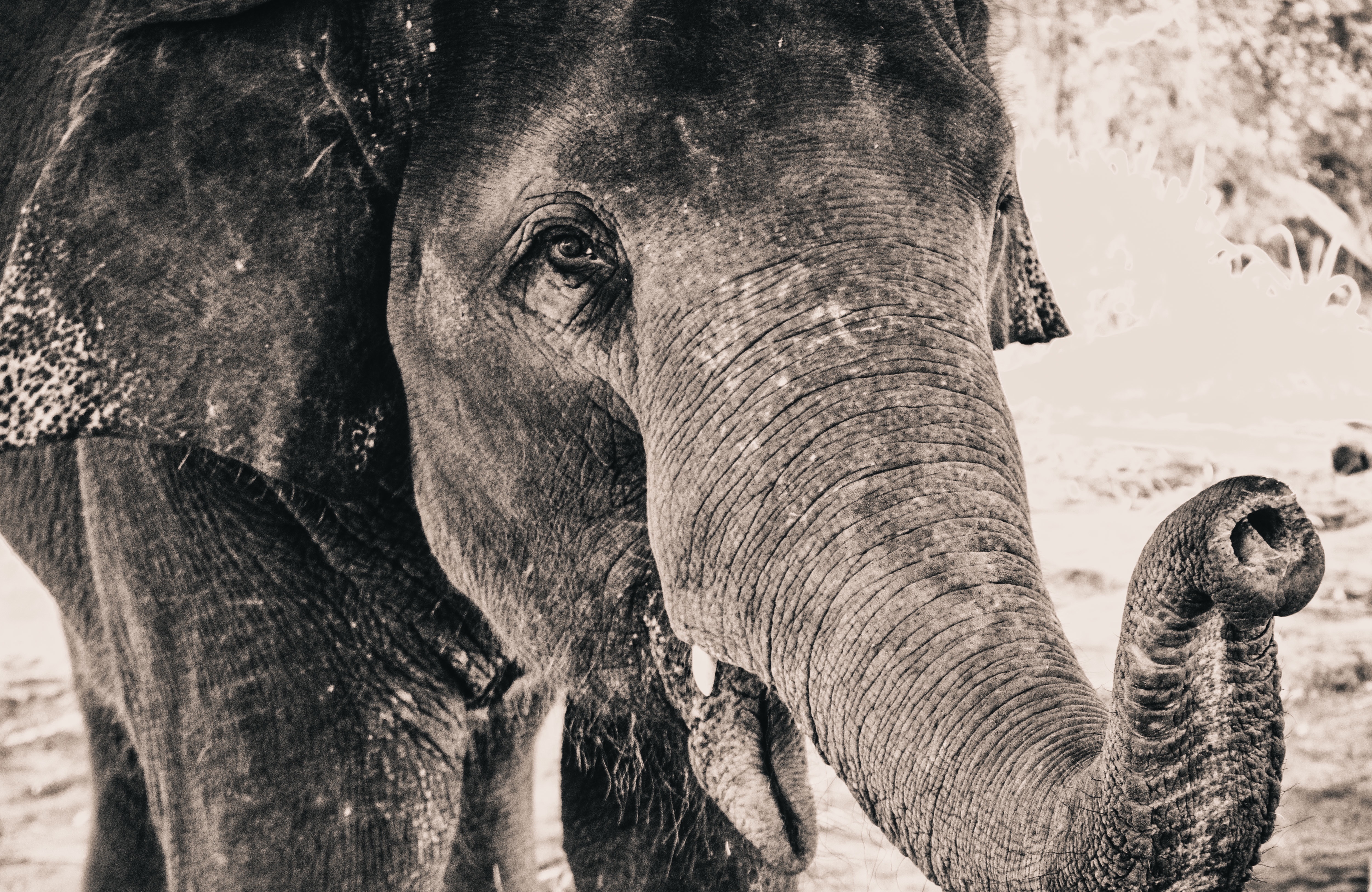 Free download wallpaper Elephants, Close Up, Animal, Black & White, Asian Elephant on your PC desktop
