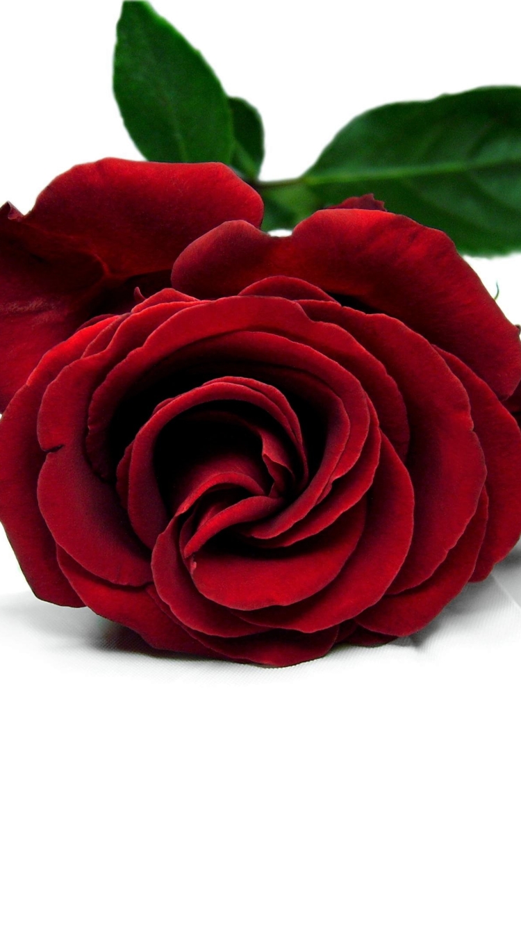 Descarga gratuita de fondo de pantalla para móvil de Flores, Rosa, Flor, Tierra, Rosa Roja, Flor Roja, Tierra/naturaleza.