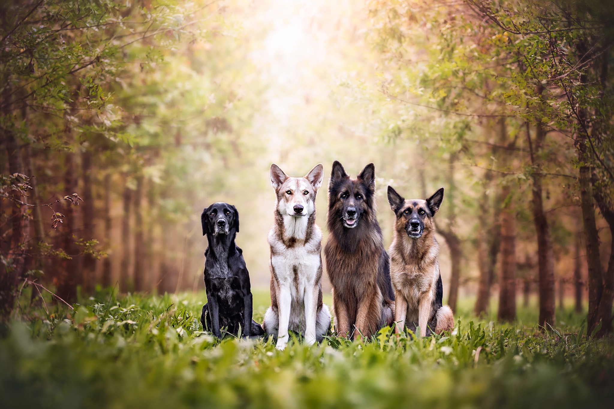 Baixar papel de parede para celular de Animais, Cães, Cão, Pastor Alemão gratuito.