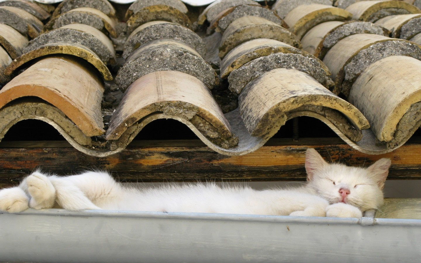 Handy-Wallpaper Tiere, Katze kostenlos herunterladen.