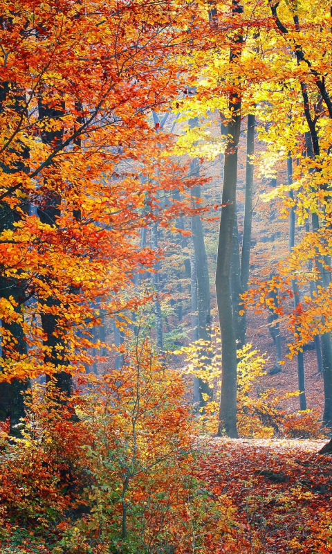 Скачать картинку Осень, Лес, Дерево, Солнечный Свет, Падать, Земля/природа в телефон бесплатно.