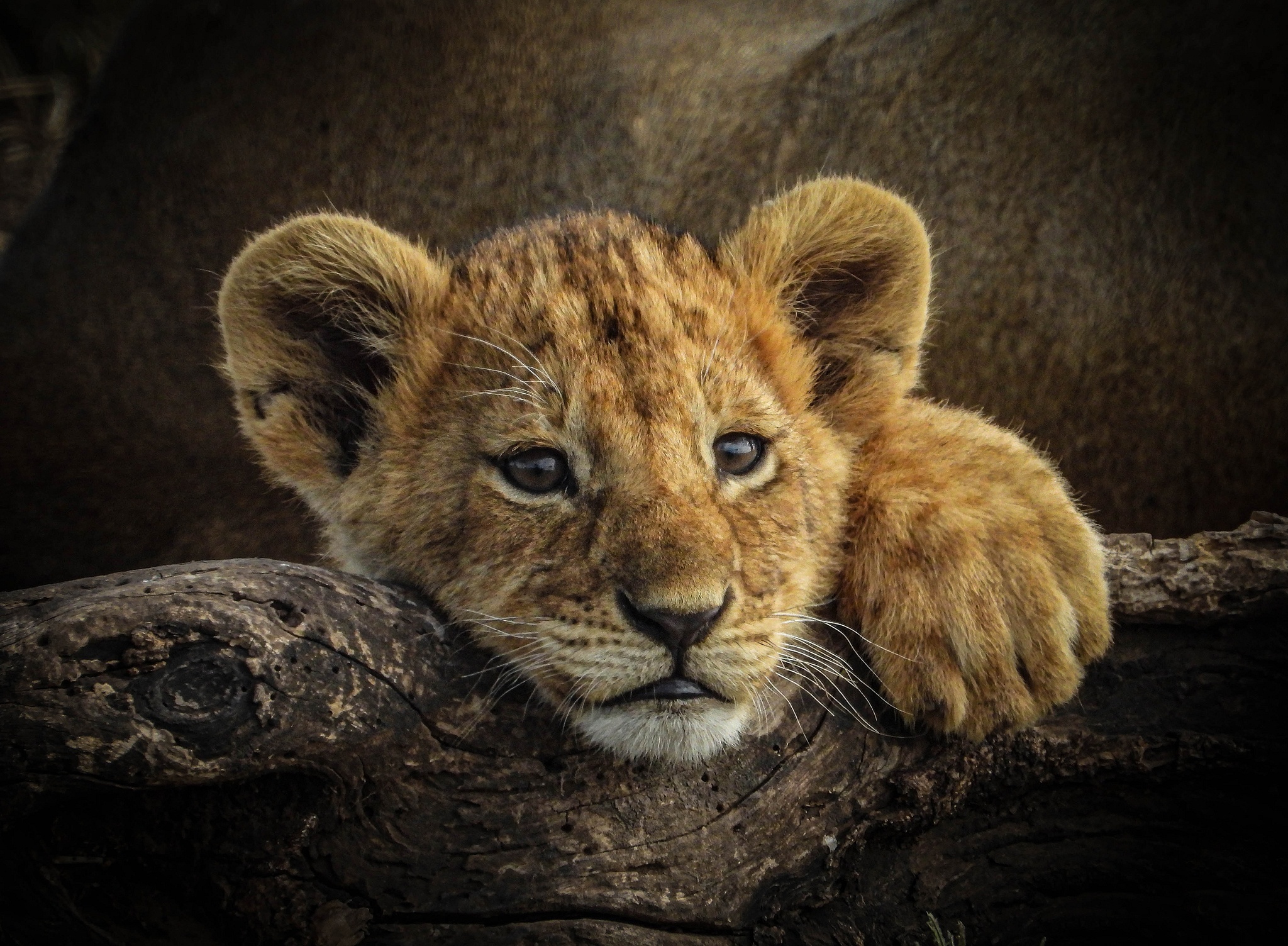 Laden Sie das Tiere, Katzen, Löwe, Tierbaby, Jungtier-Bild kostenlos auf Ihren PC-Desktop herunter