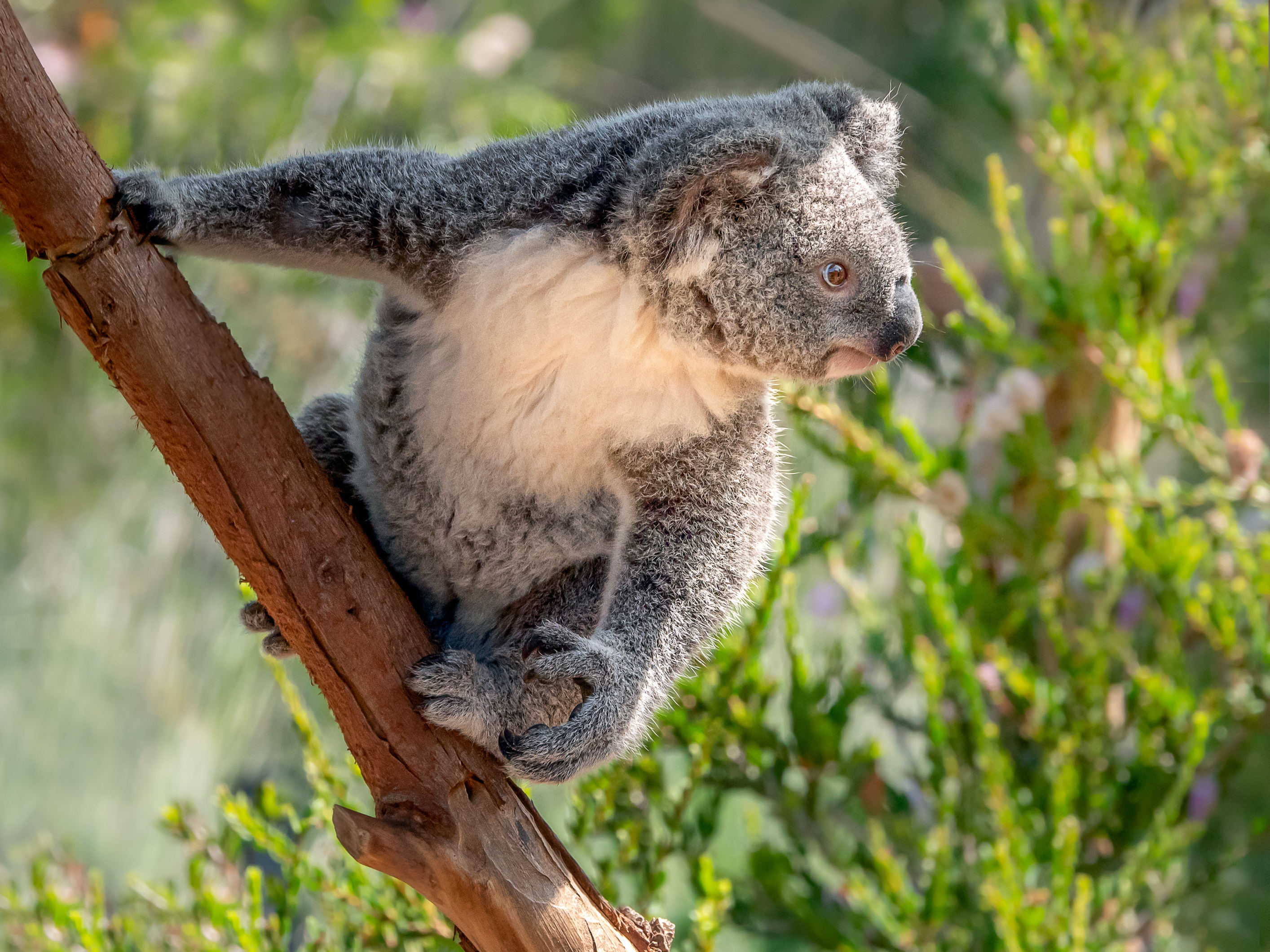 Handy-Wallpaper Tiere, Koala kostenlos herunterladen.