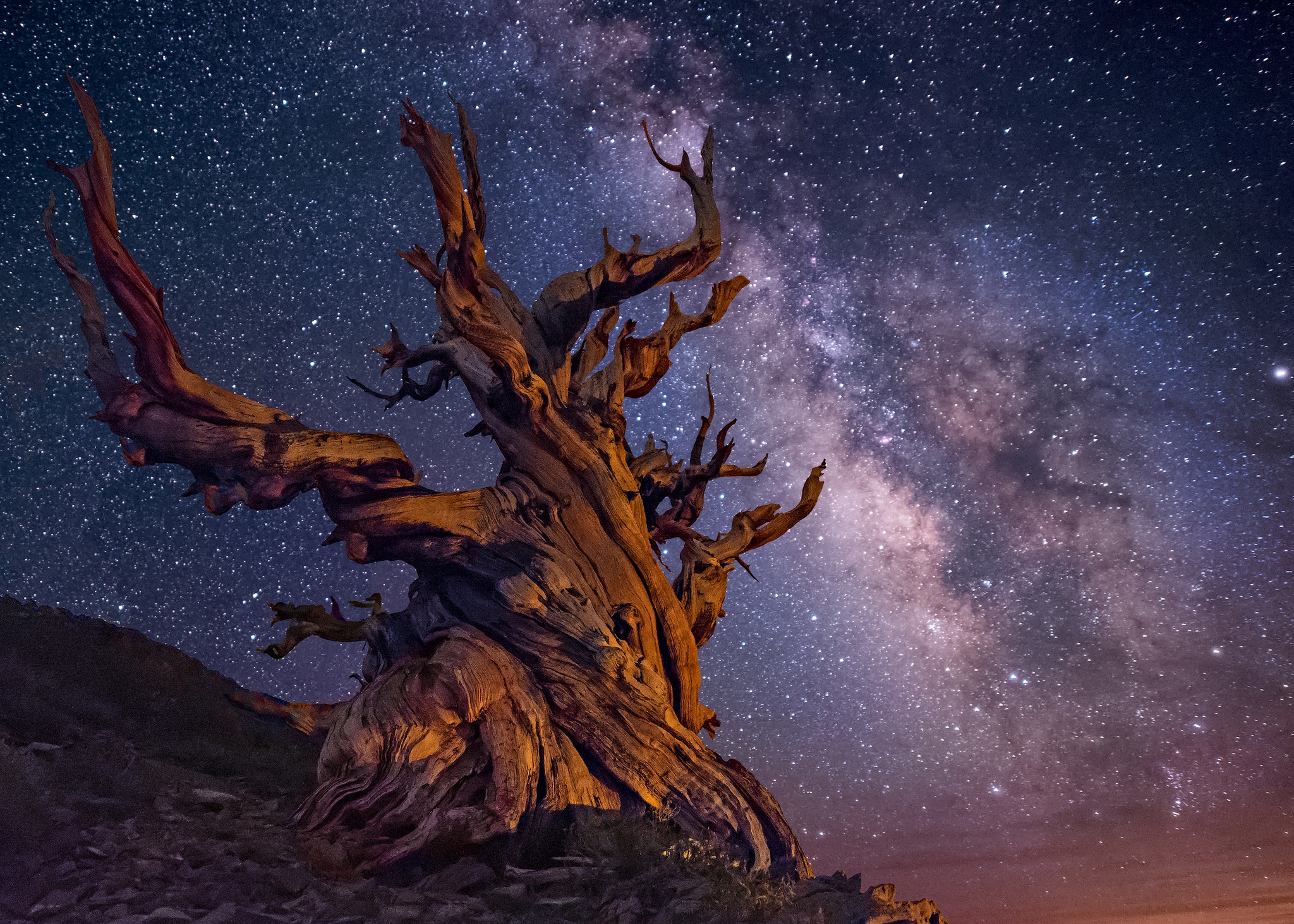 Laden Sie das Bäume, Sterne, Baum, Milchstraße, Nacht, Himmel, Erde/natur, Sternenklarer Himmel-Bild kostenlos auf Ihren PC-Desktop herunter