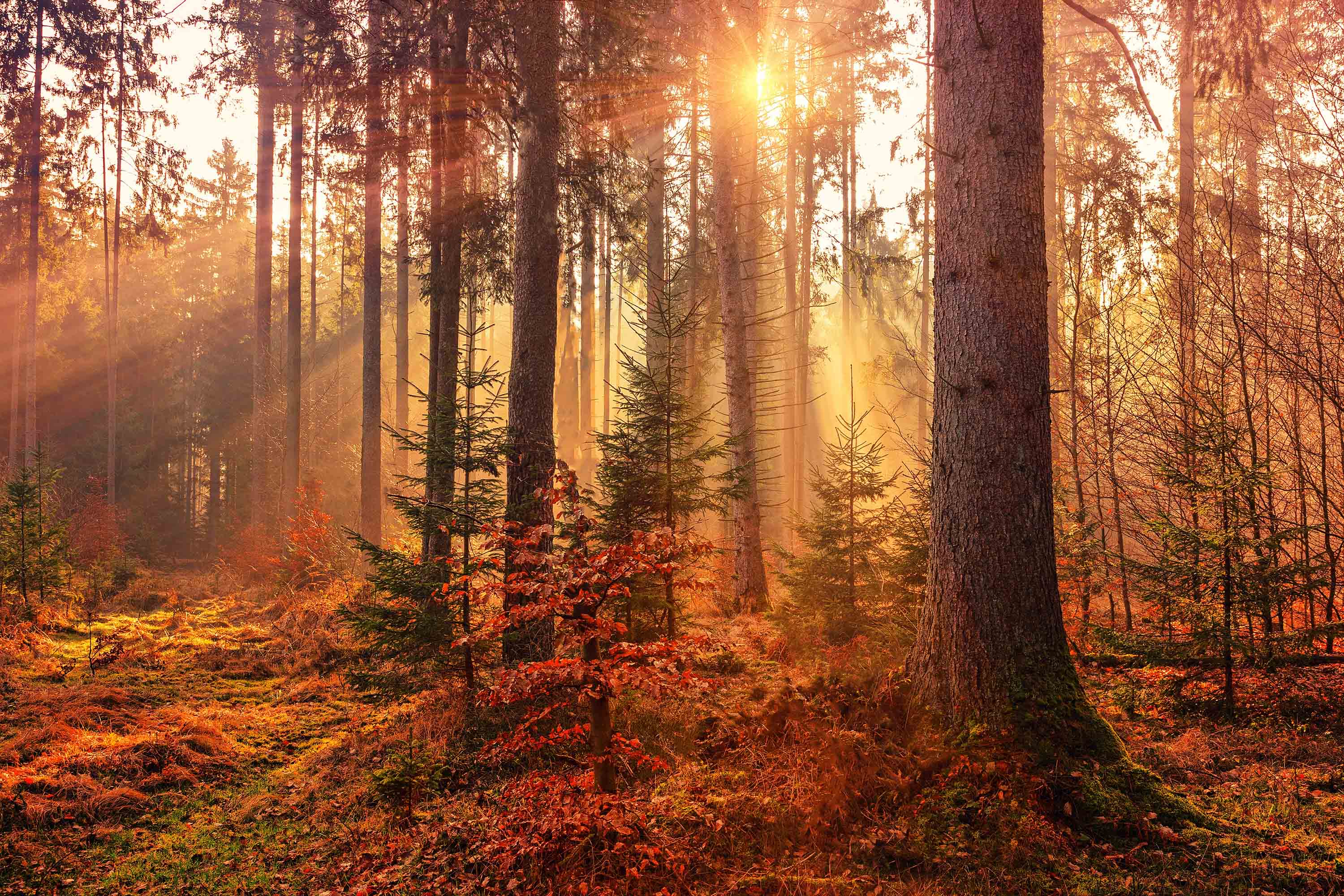 Free download wallpaper Forest, Earth on your PC desktop