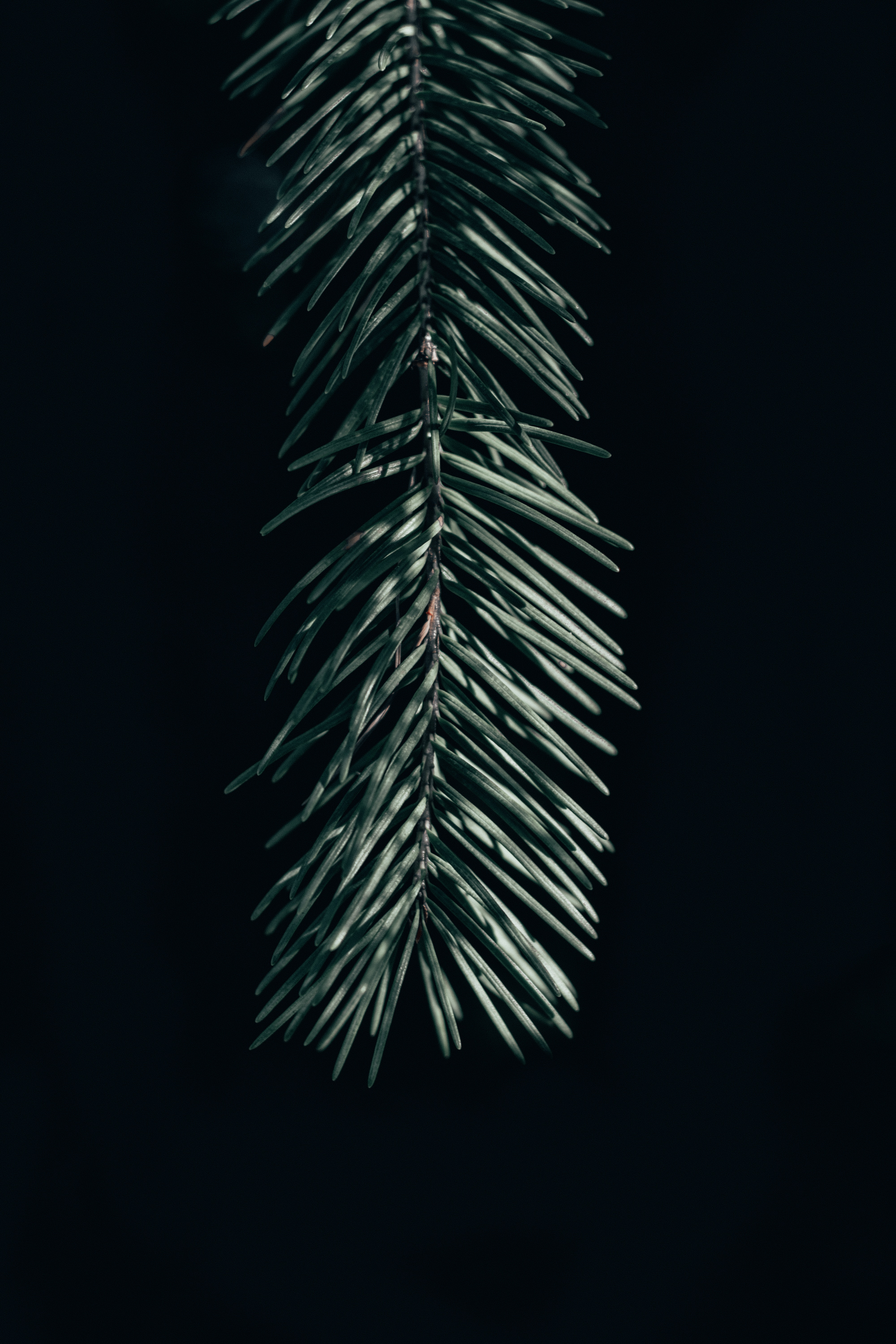 Download mobile wallpaper Branch, Spruce, Fir, Needle, Nature, Dark for free.